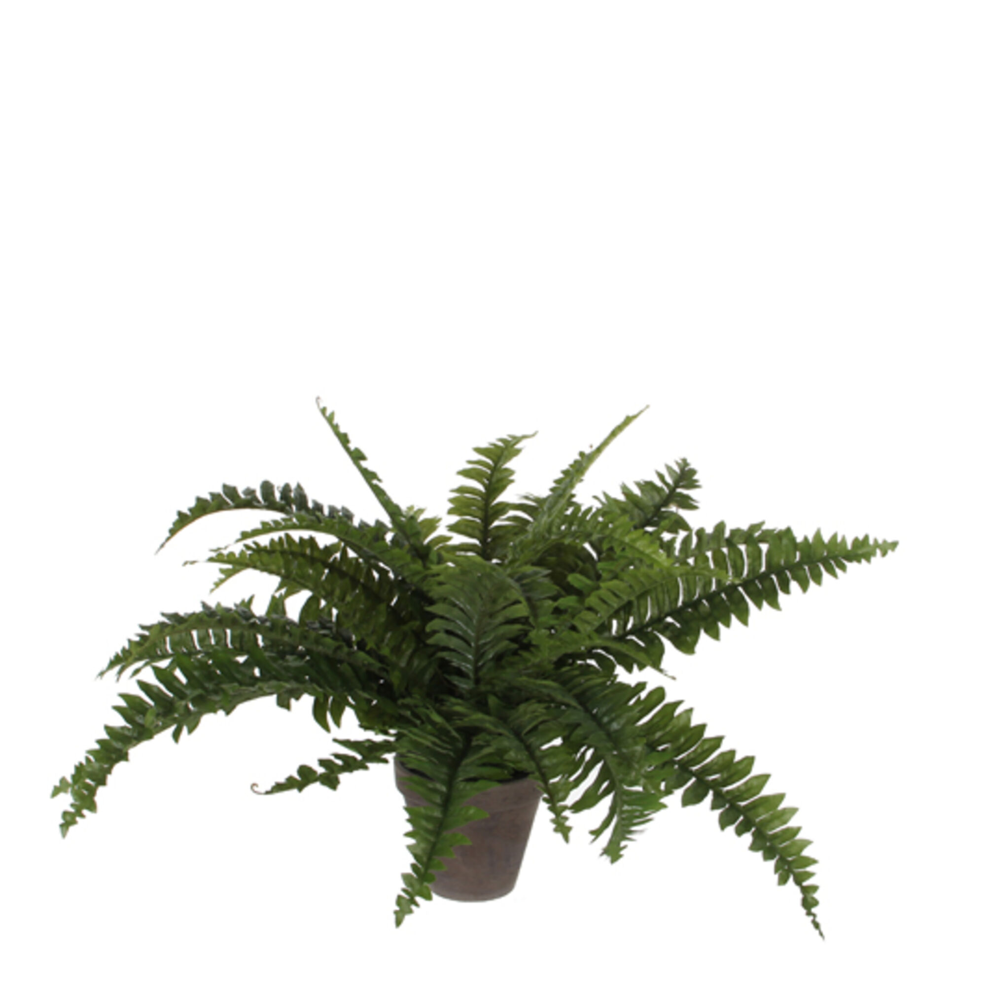 Boston varen groen in pot Stan grijs d13,5cm