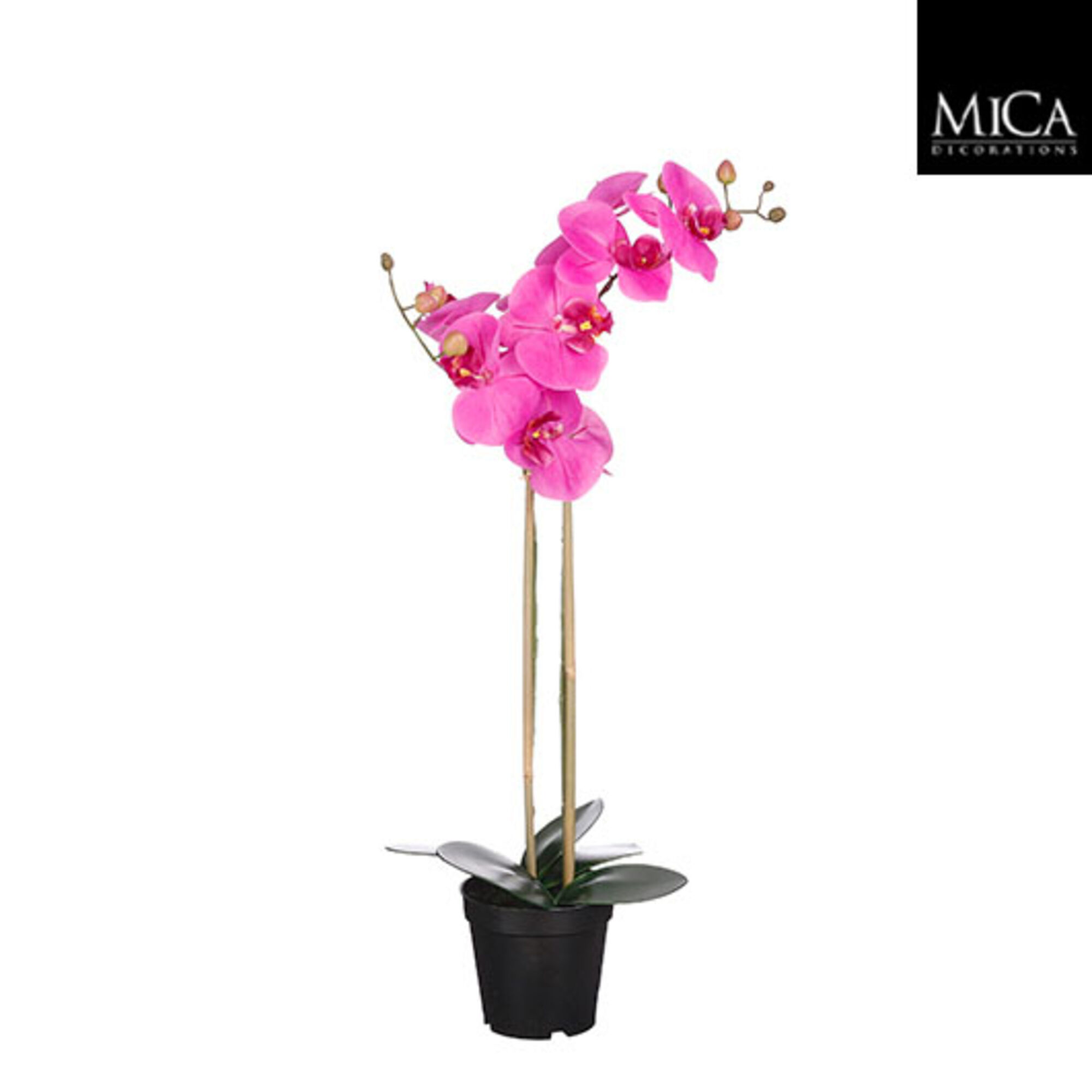 Phalaenopsis in pot paars
