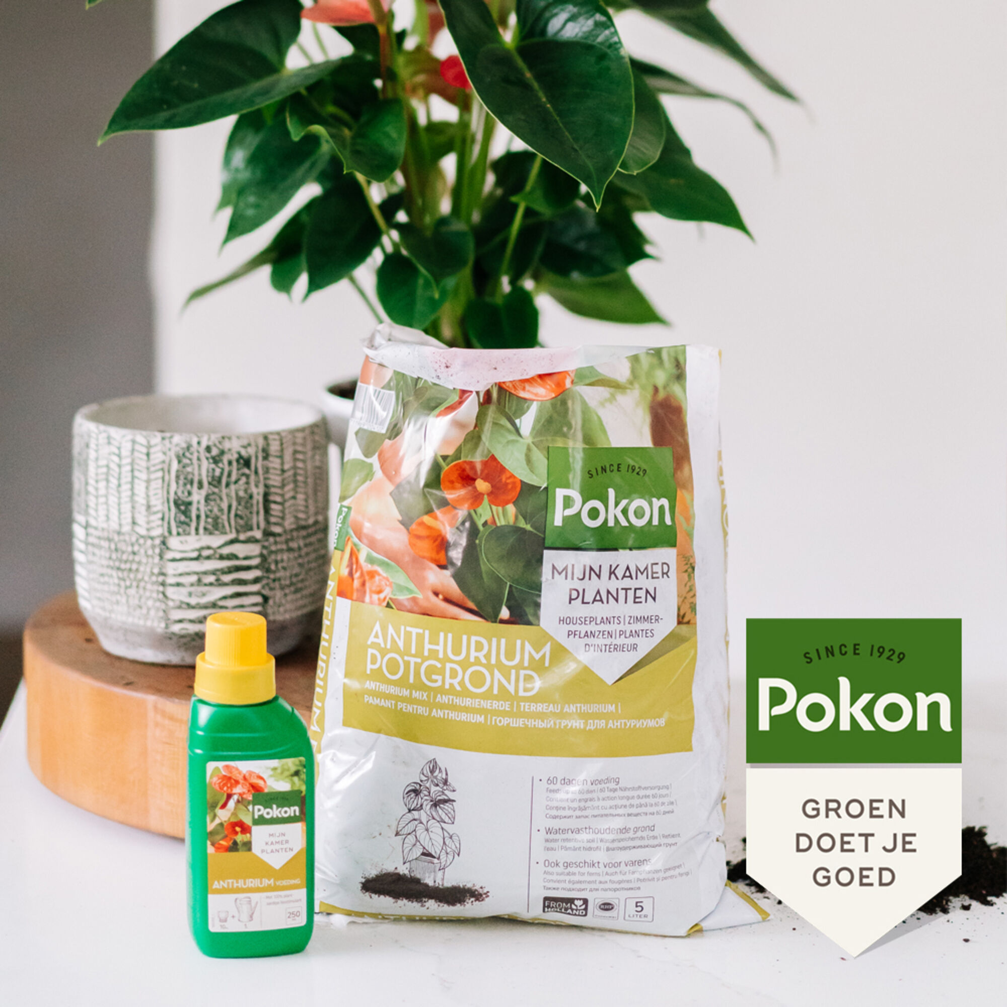 Pokon Anthurium Potgrond