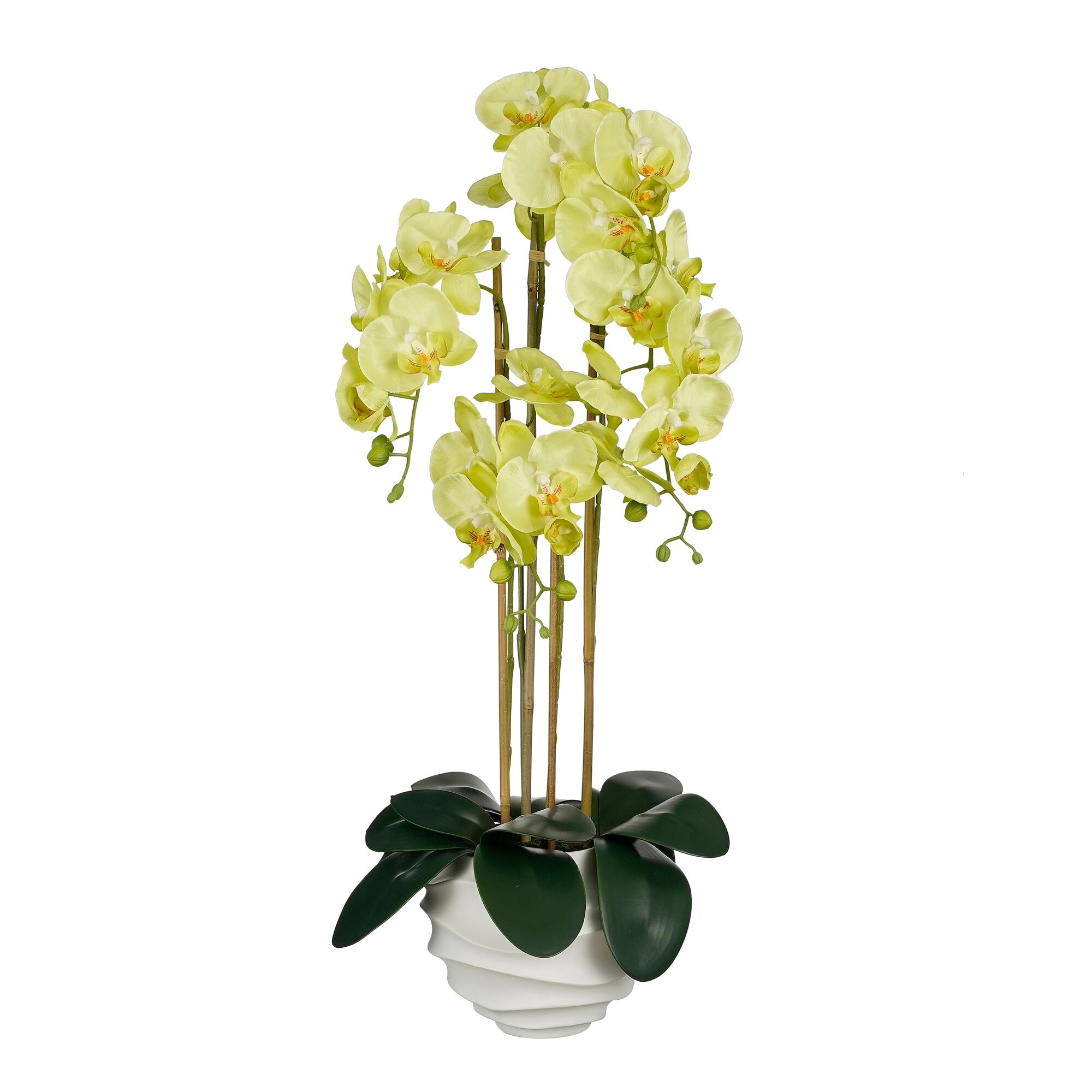 Phalaenopsis in pot groen
