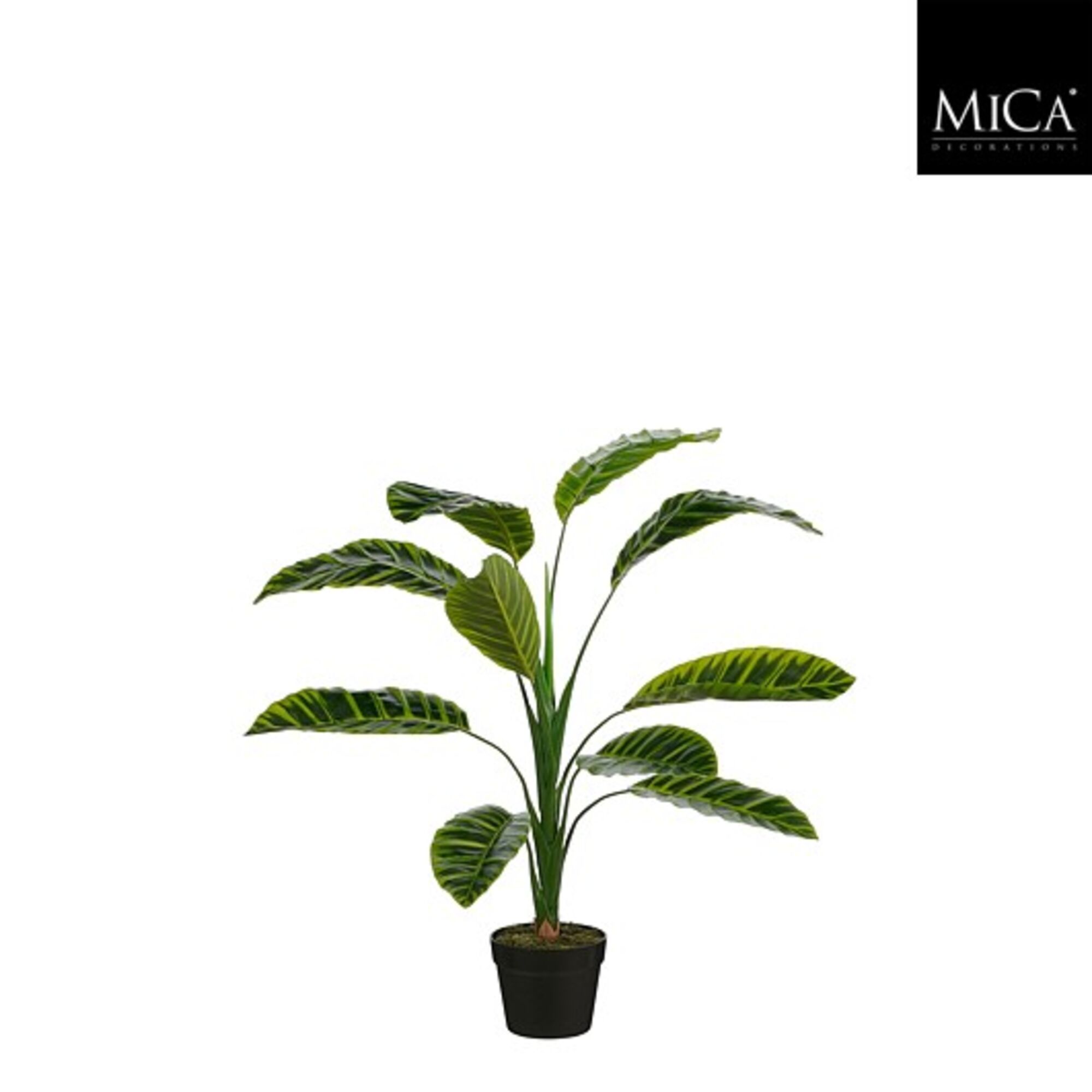 Calathea zebrina in pot groen