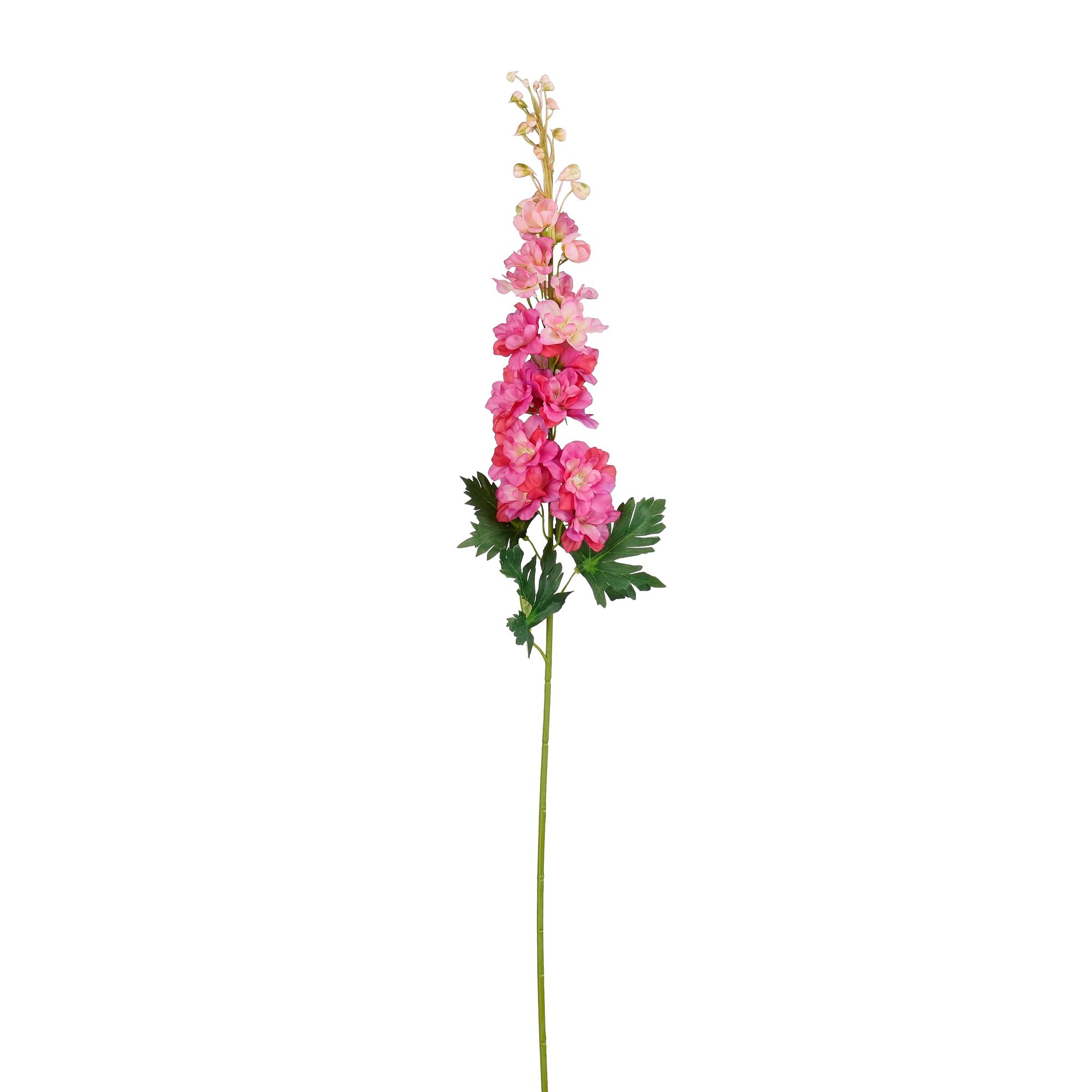 Delphinium fuchsia