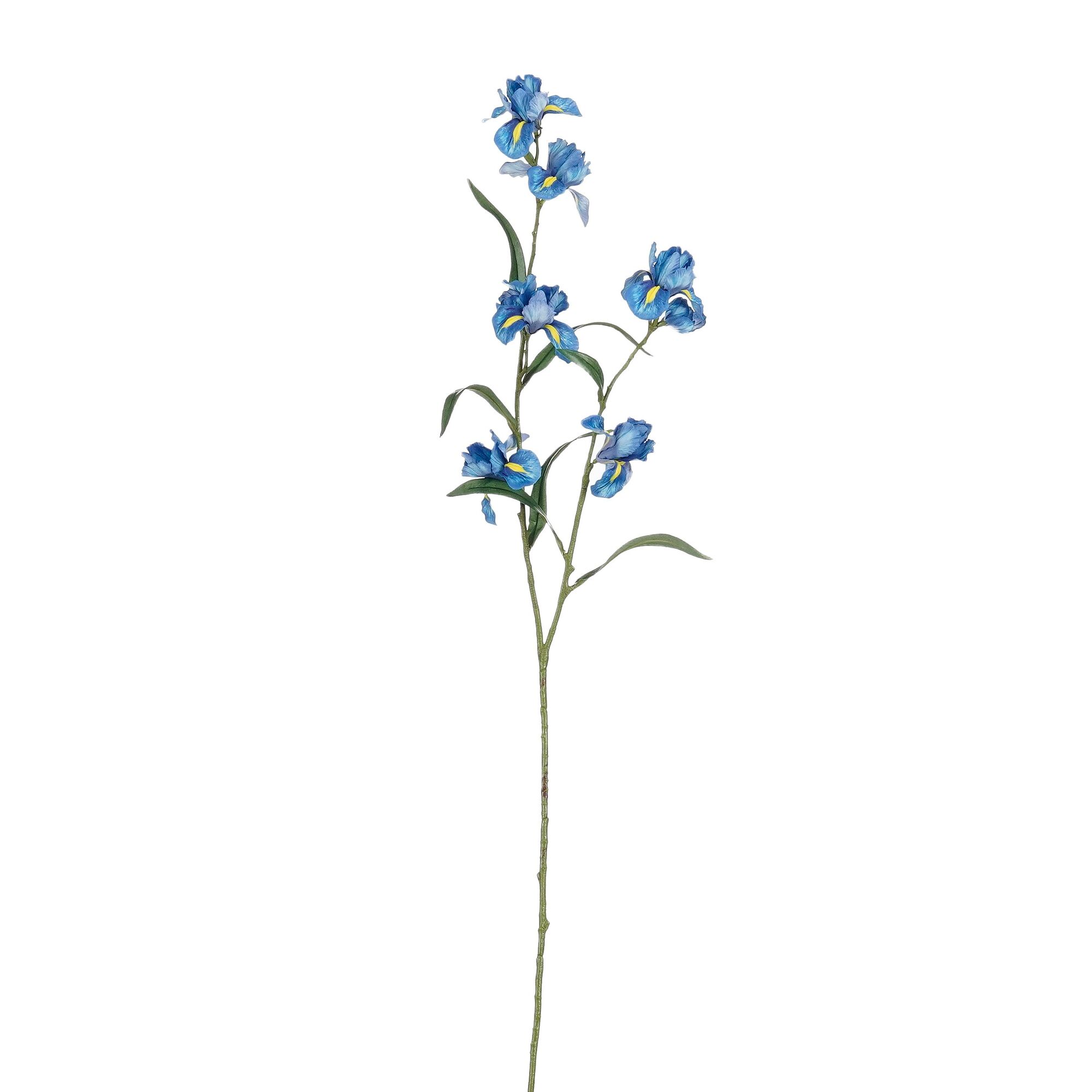 Iris blauw