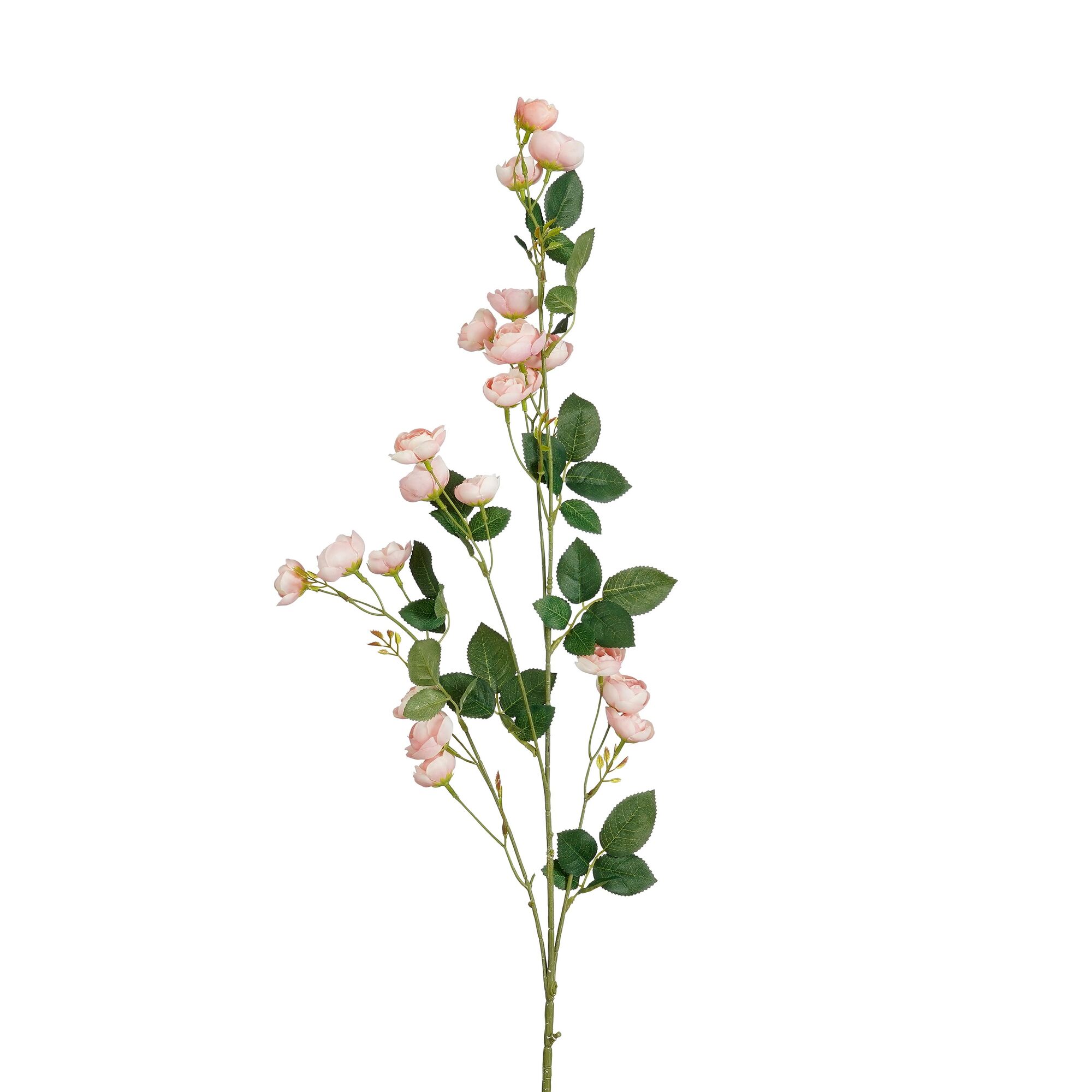 Rozentak roze