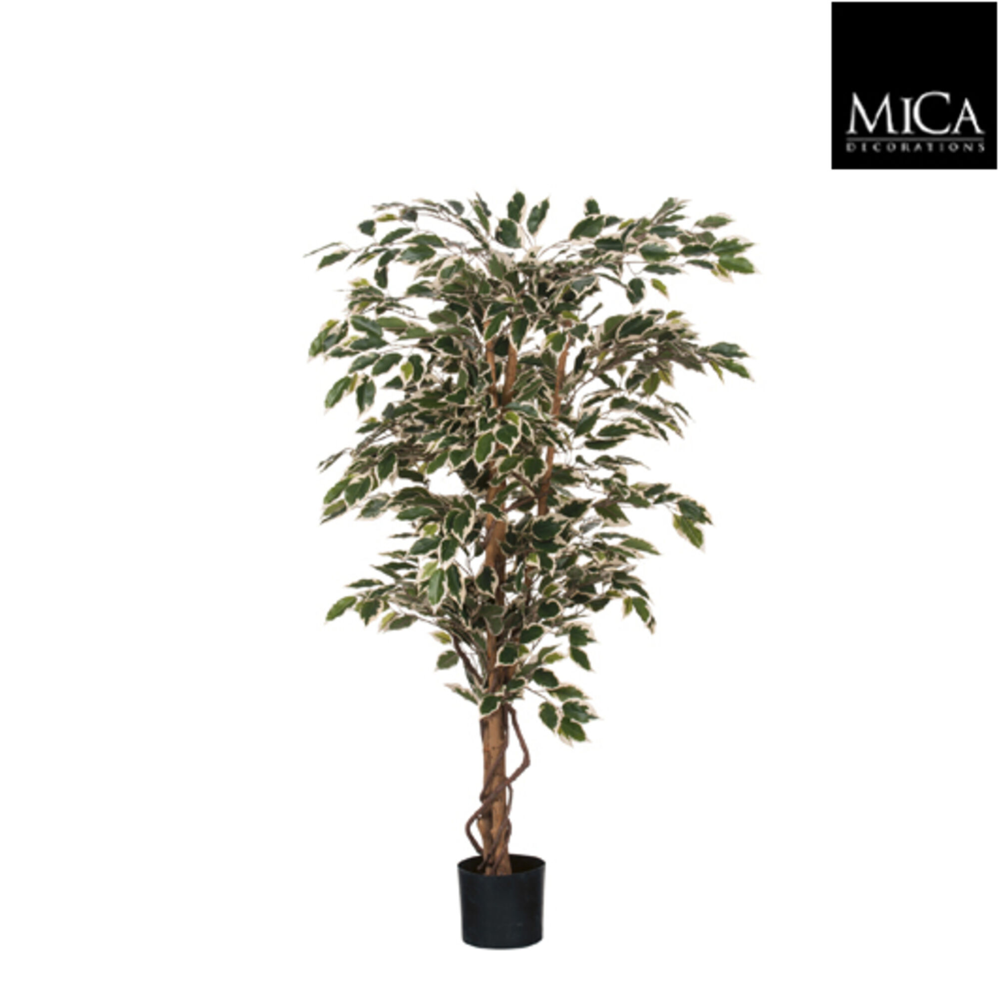 Ficus groen bont in plastic pot