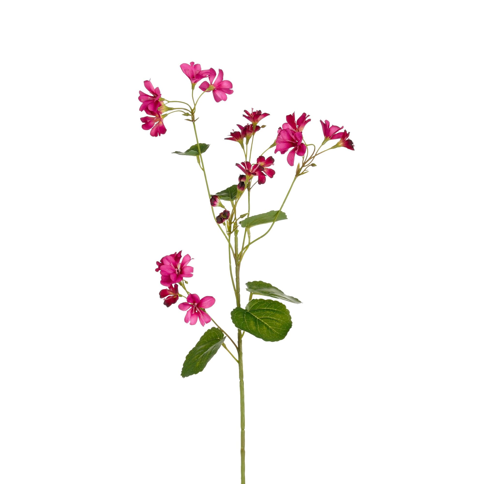 Geranium fuchsia