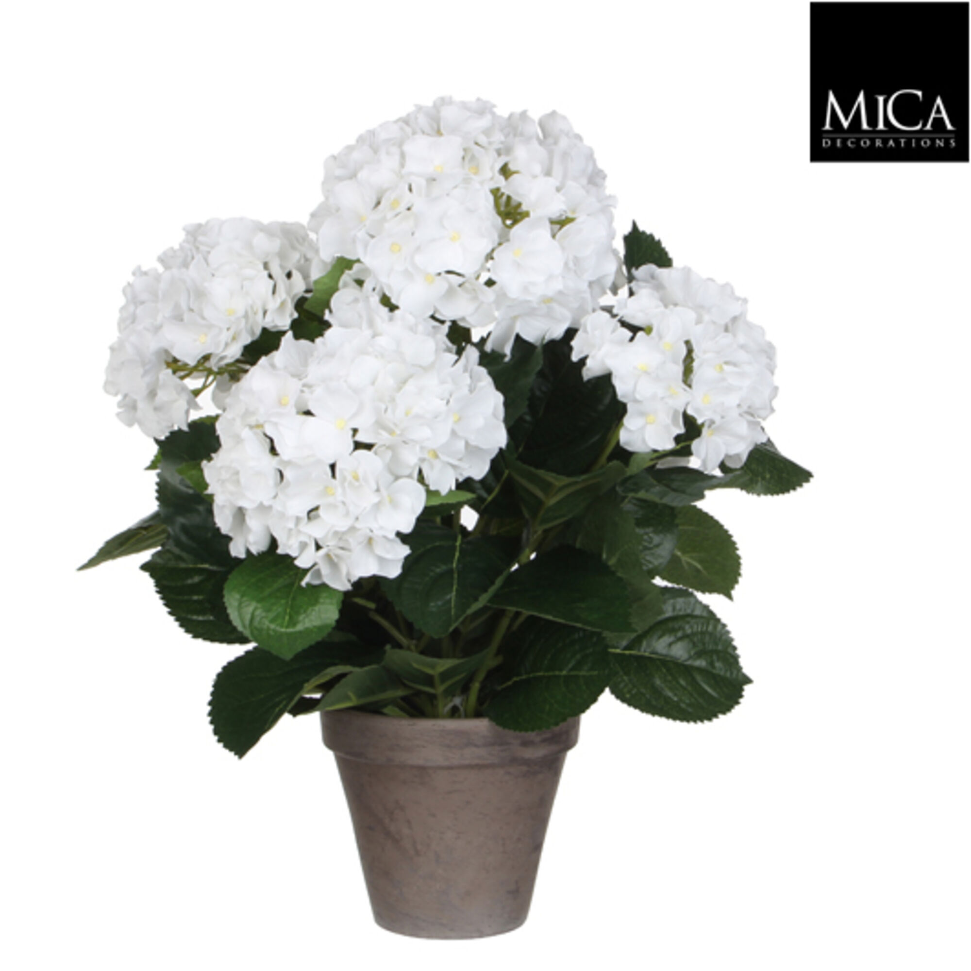 Hortensia wit in pot Stan grijs d13,5cm