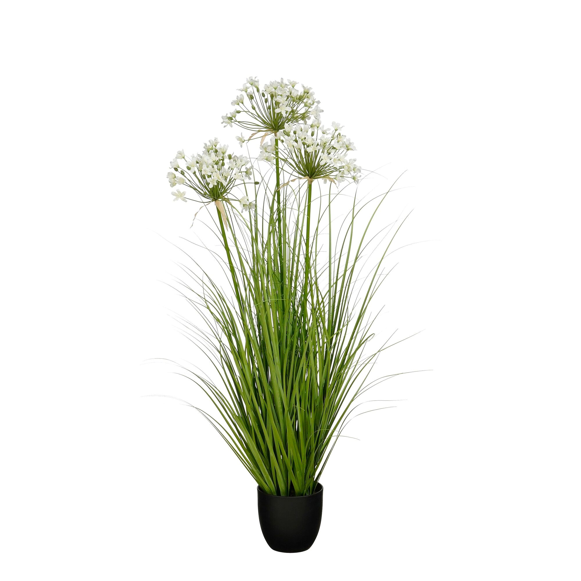 Allium ampeloprasum in pot wit
