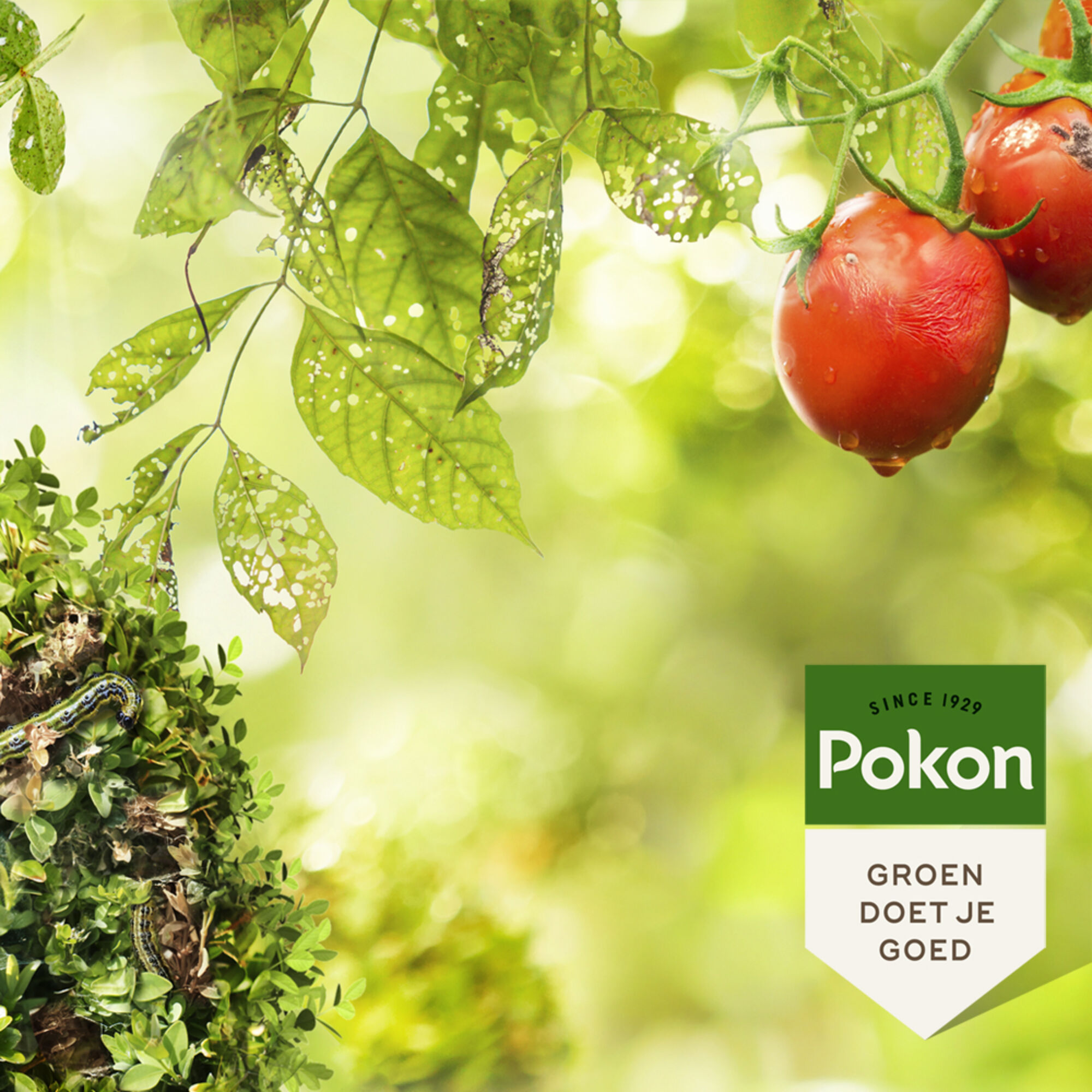 Pokon Bio Kuur voor Weerbare en Gezonde Planten concentraat