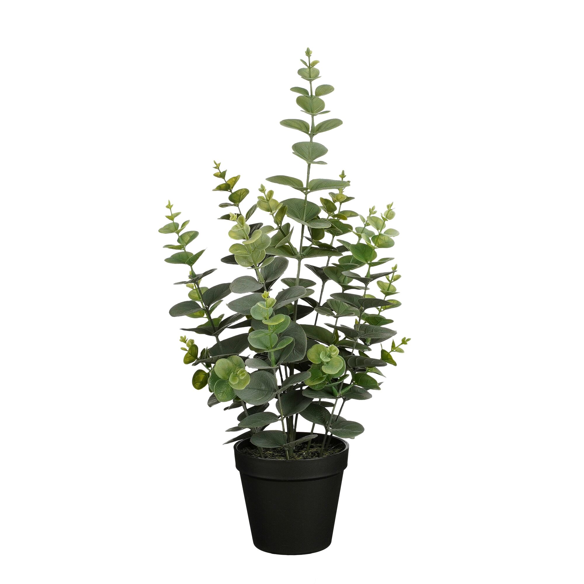 Eucalyptus in pot groen