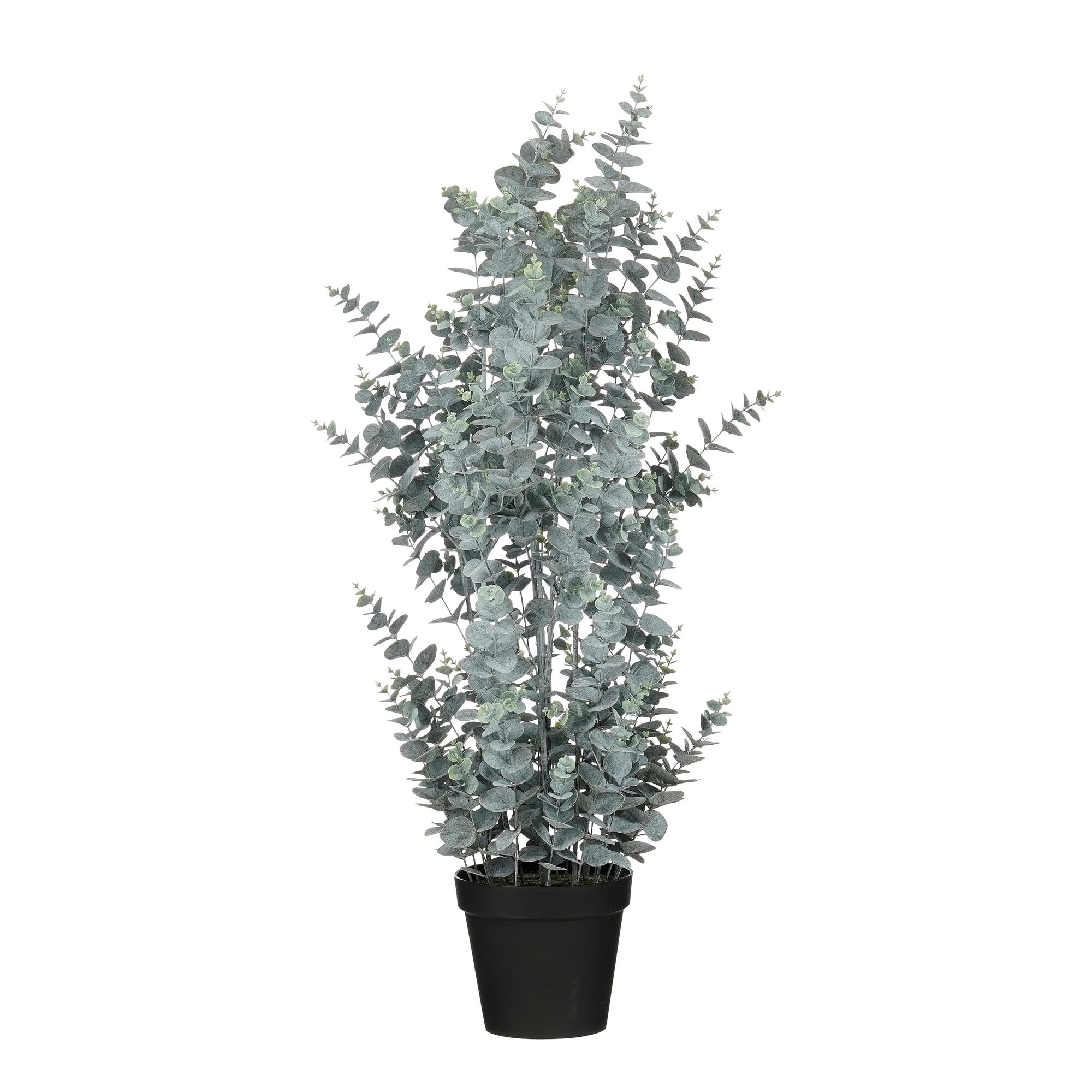Eucalyptus in pot groen
