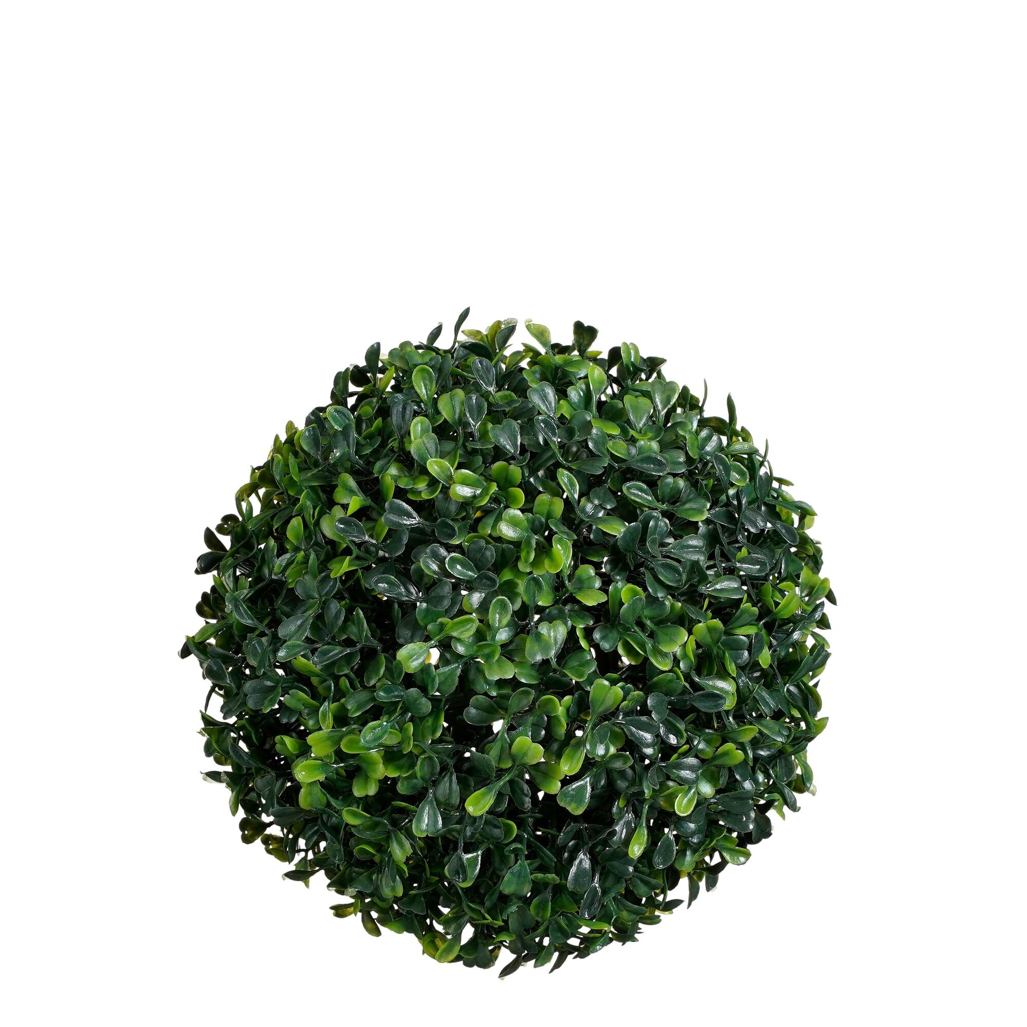 Buxus bol groen
