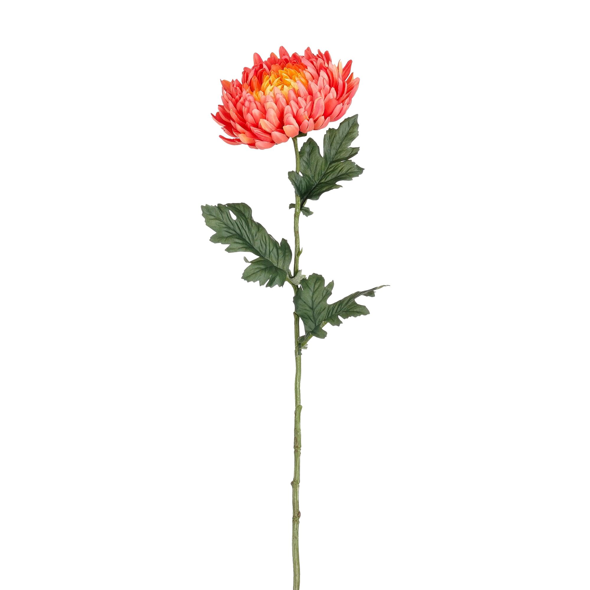 Chrysant d.roze