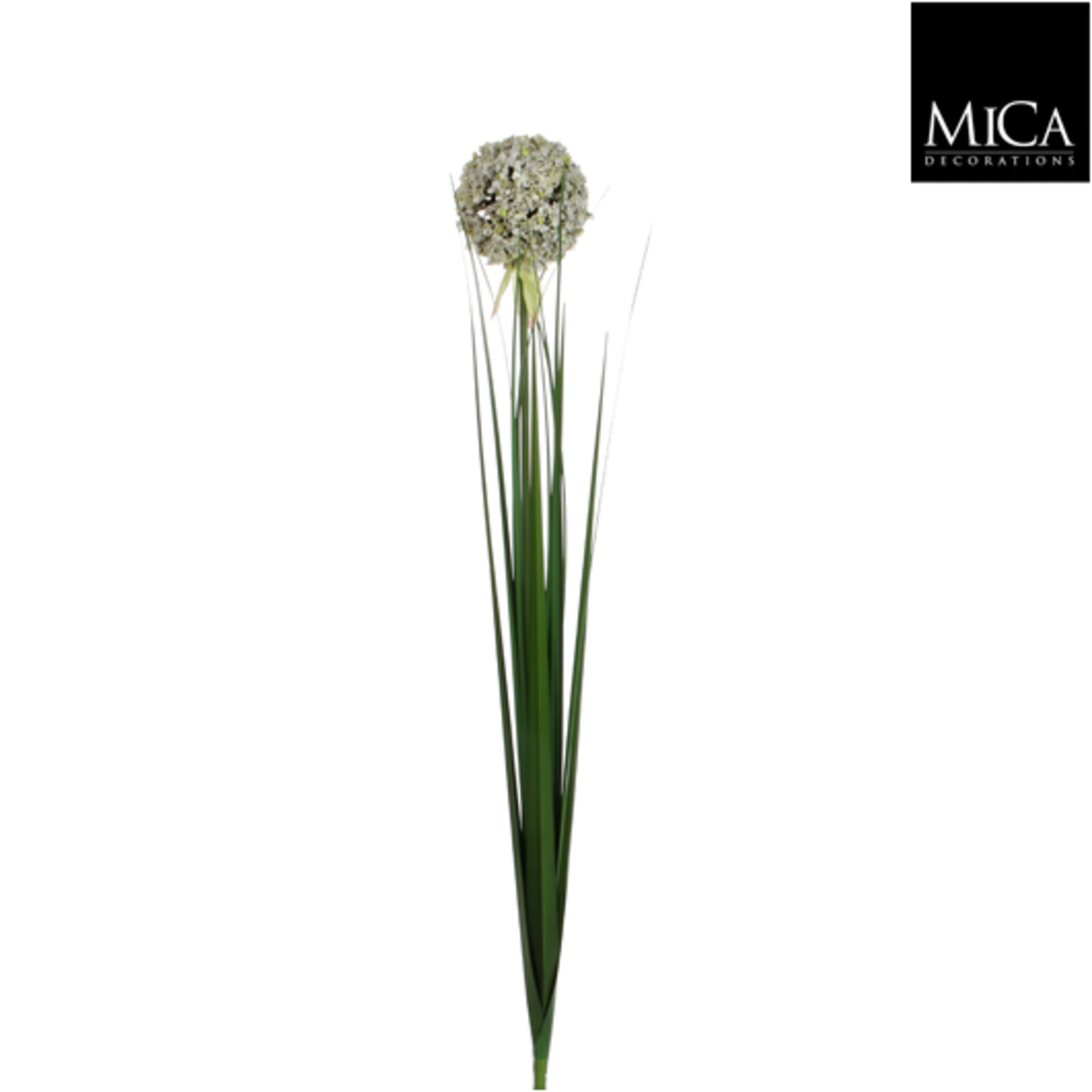 Allium wit