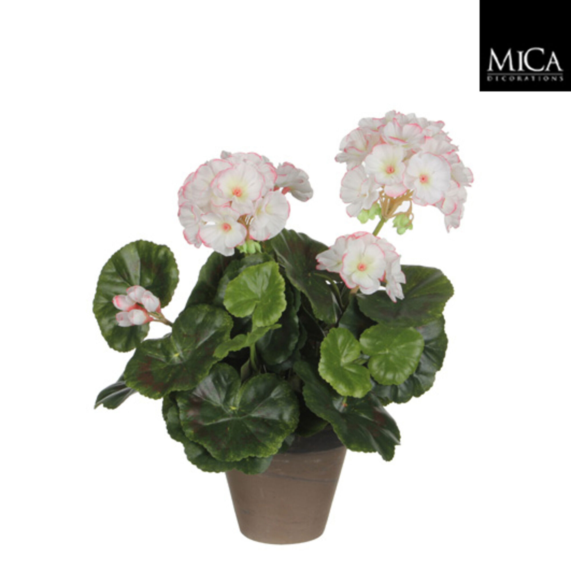 Geranium wit roze in pot Stan grijs d11,5cm