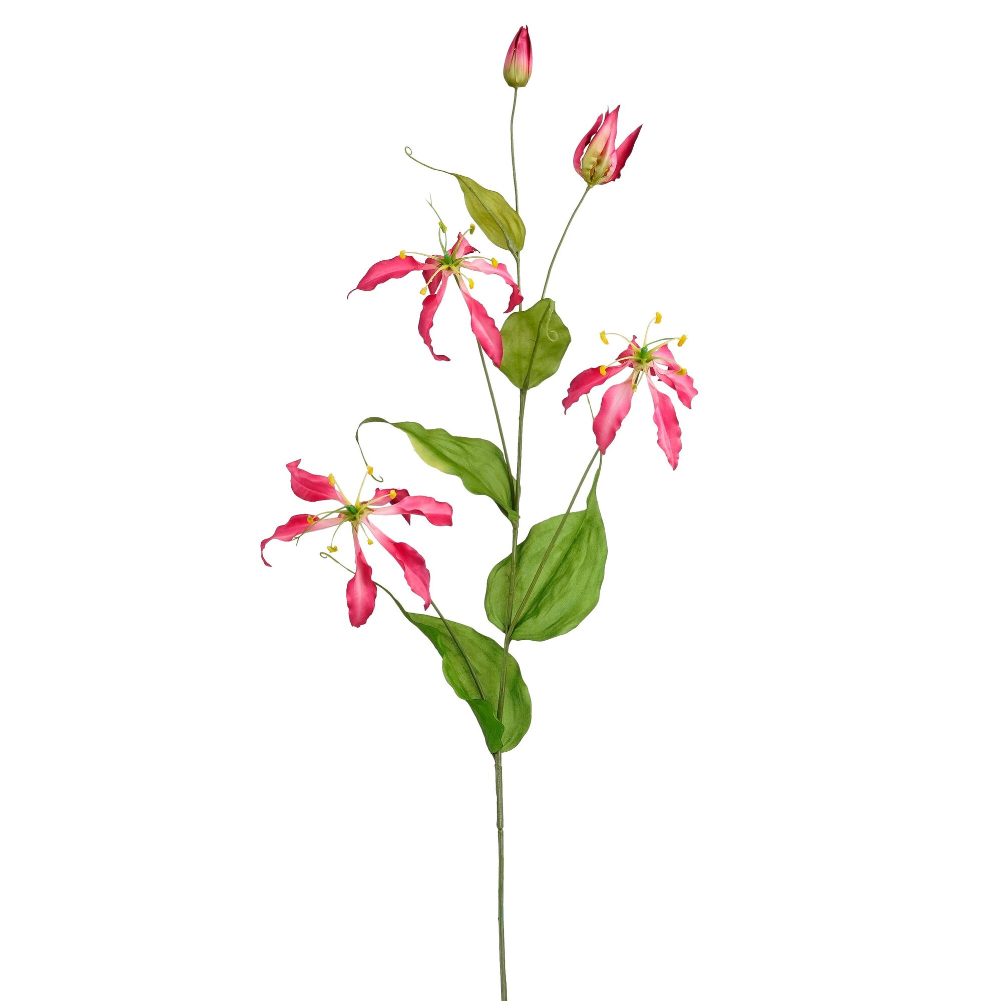 Gloriosa d.roze