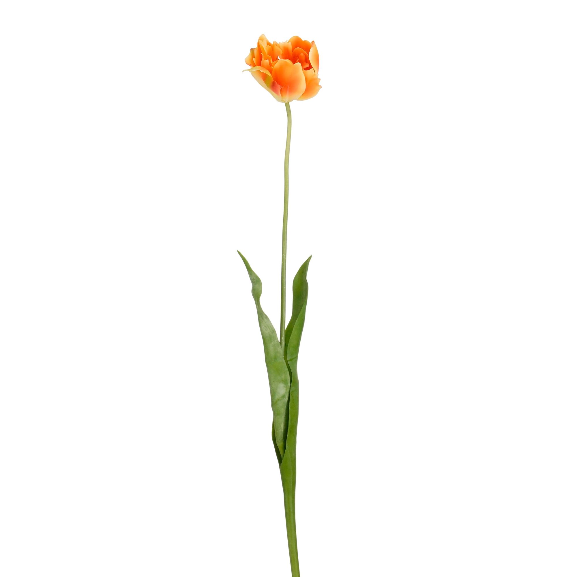 Tulp oranje