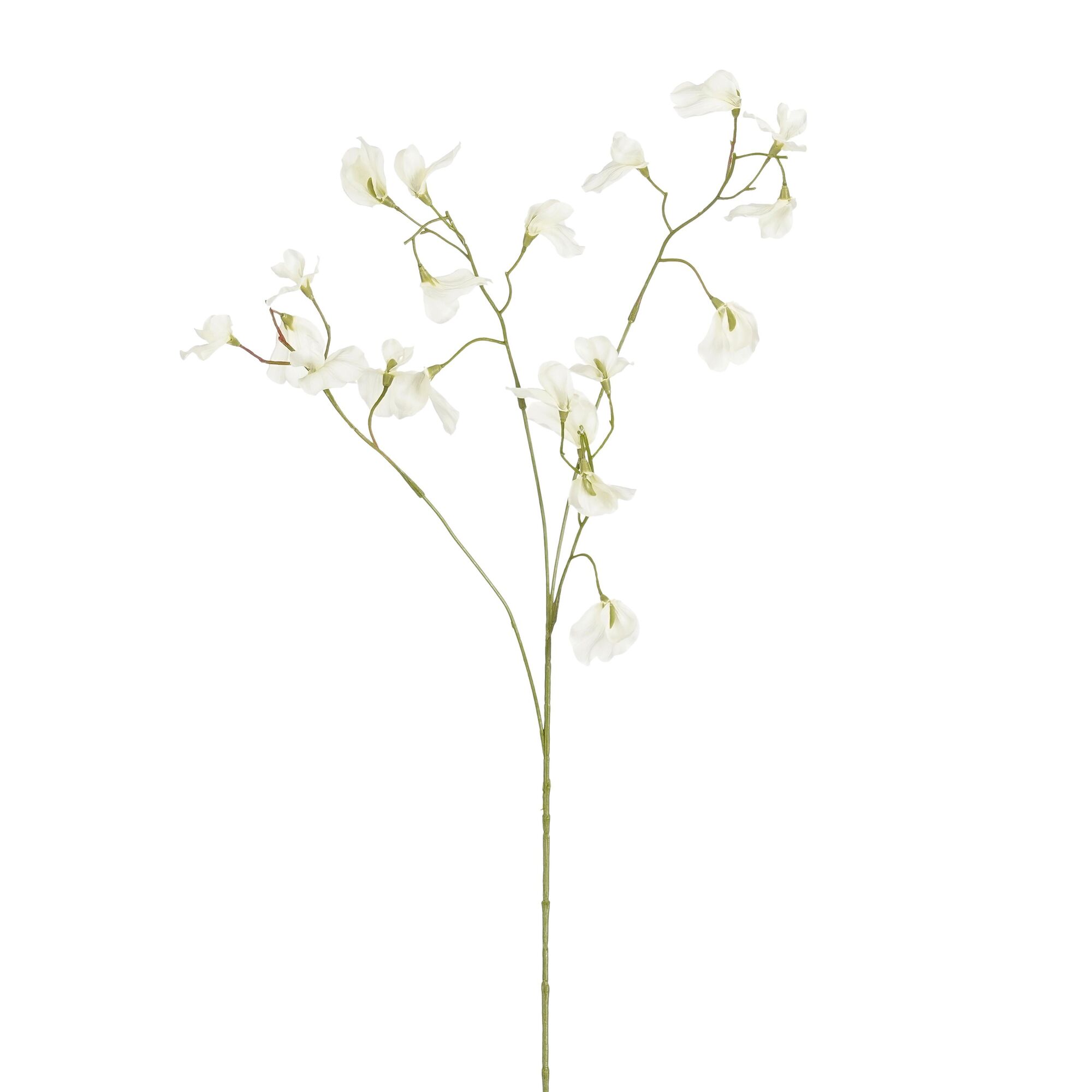Lathyrus wit