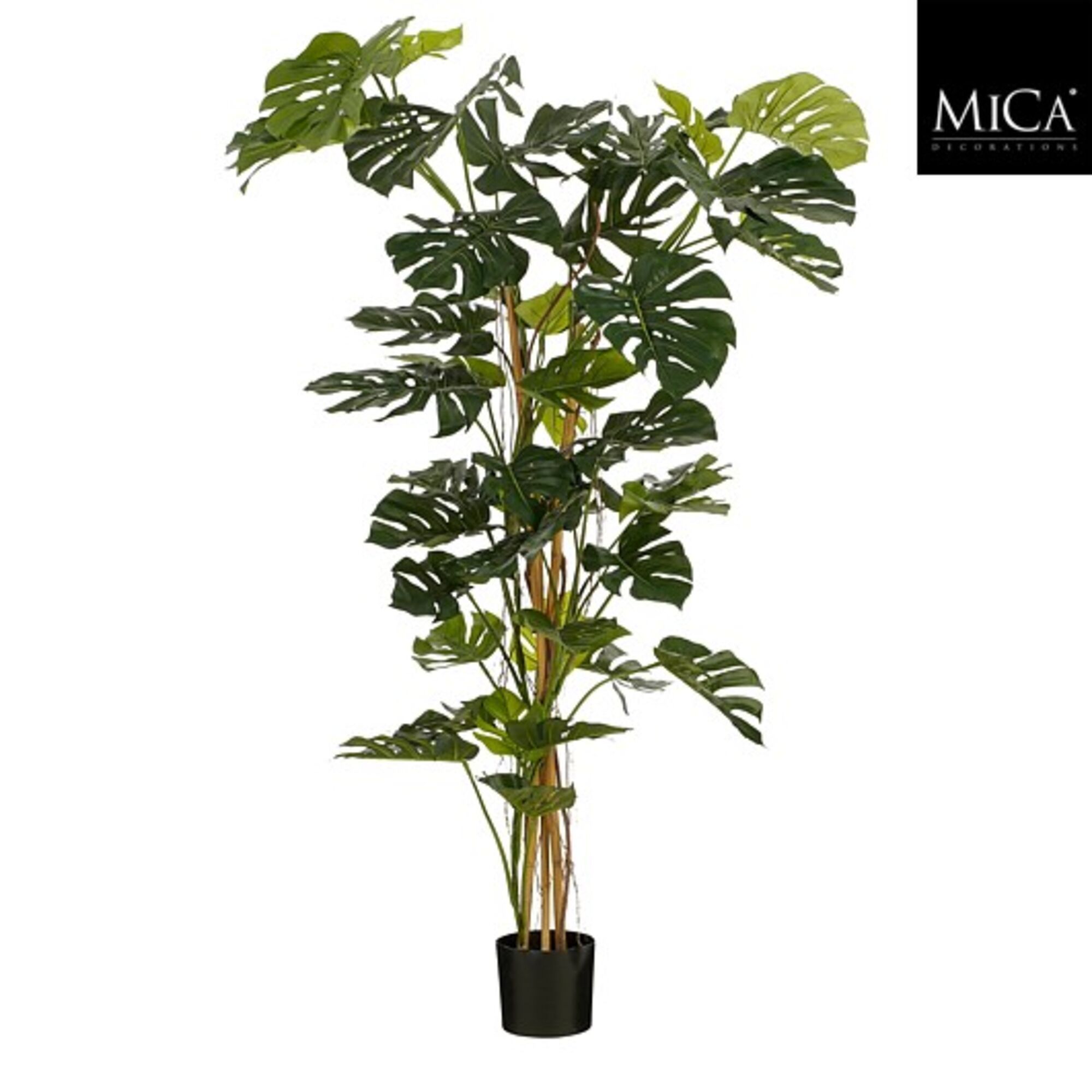 Monstera boom groen