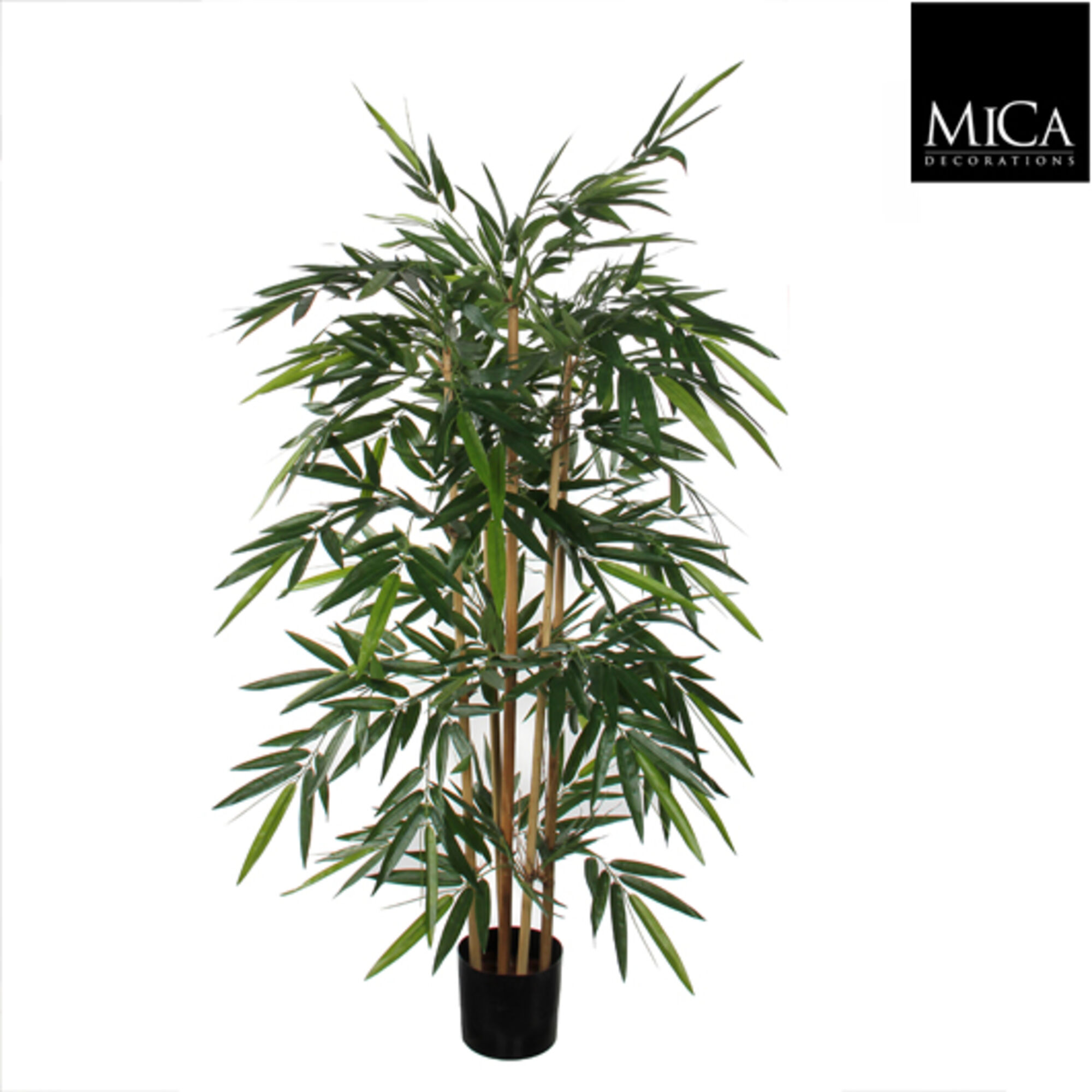 Bamboe groen in plastic pot