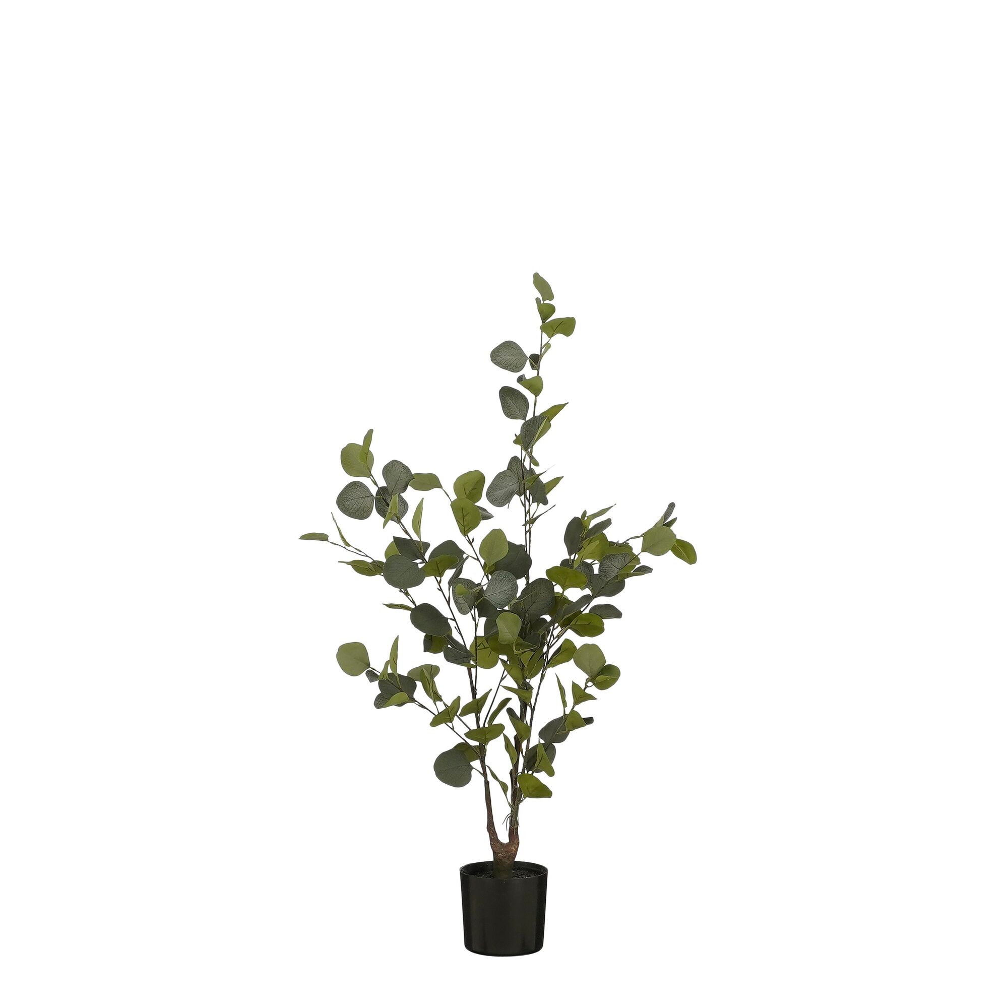 Eucalyptus boom in pot groen