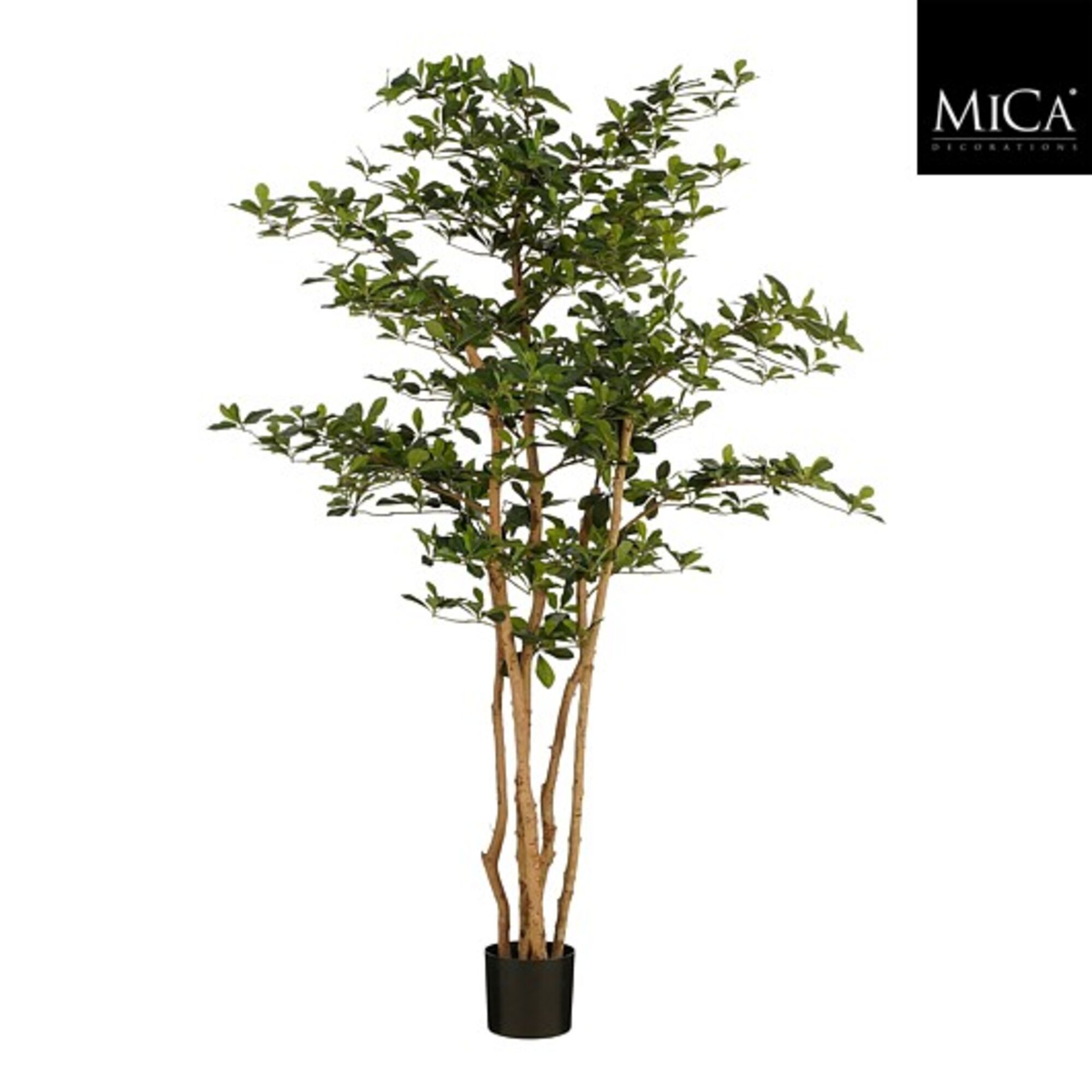 Oriental olijvenboom groen