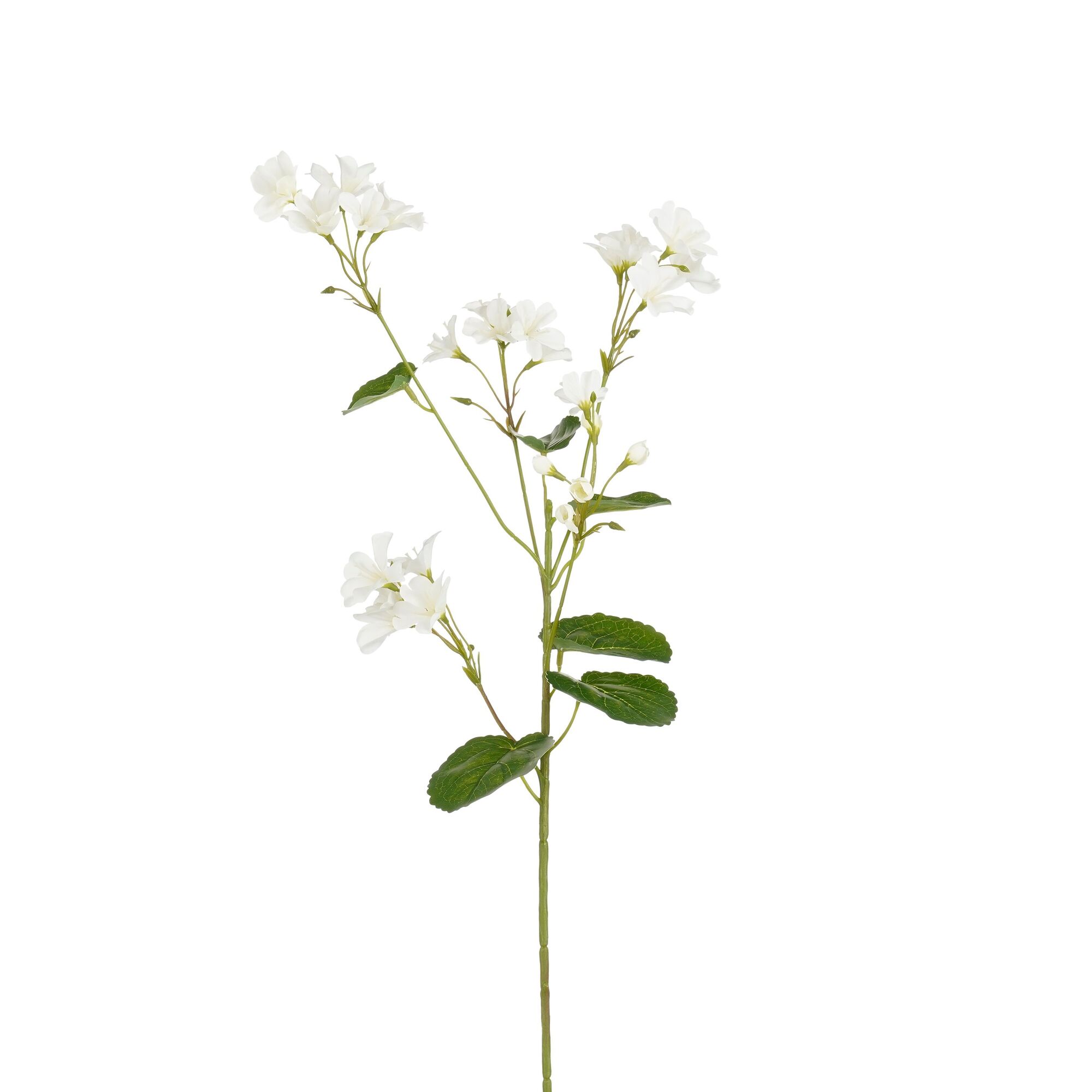 Geranium wit