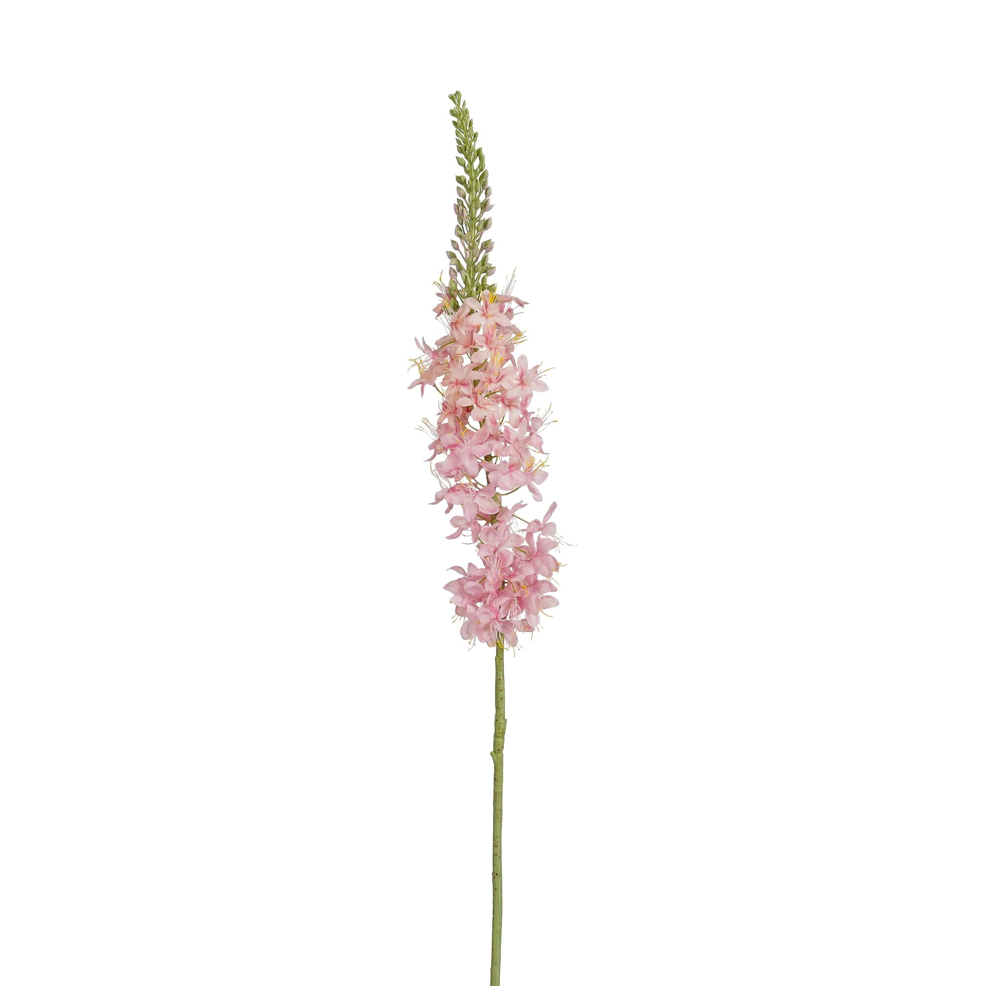 Eremurus roze