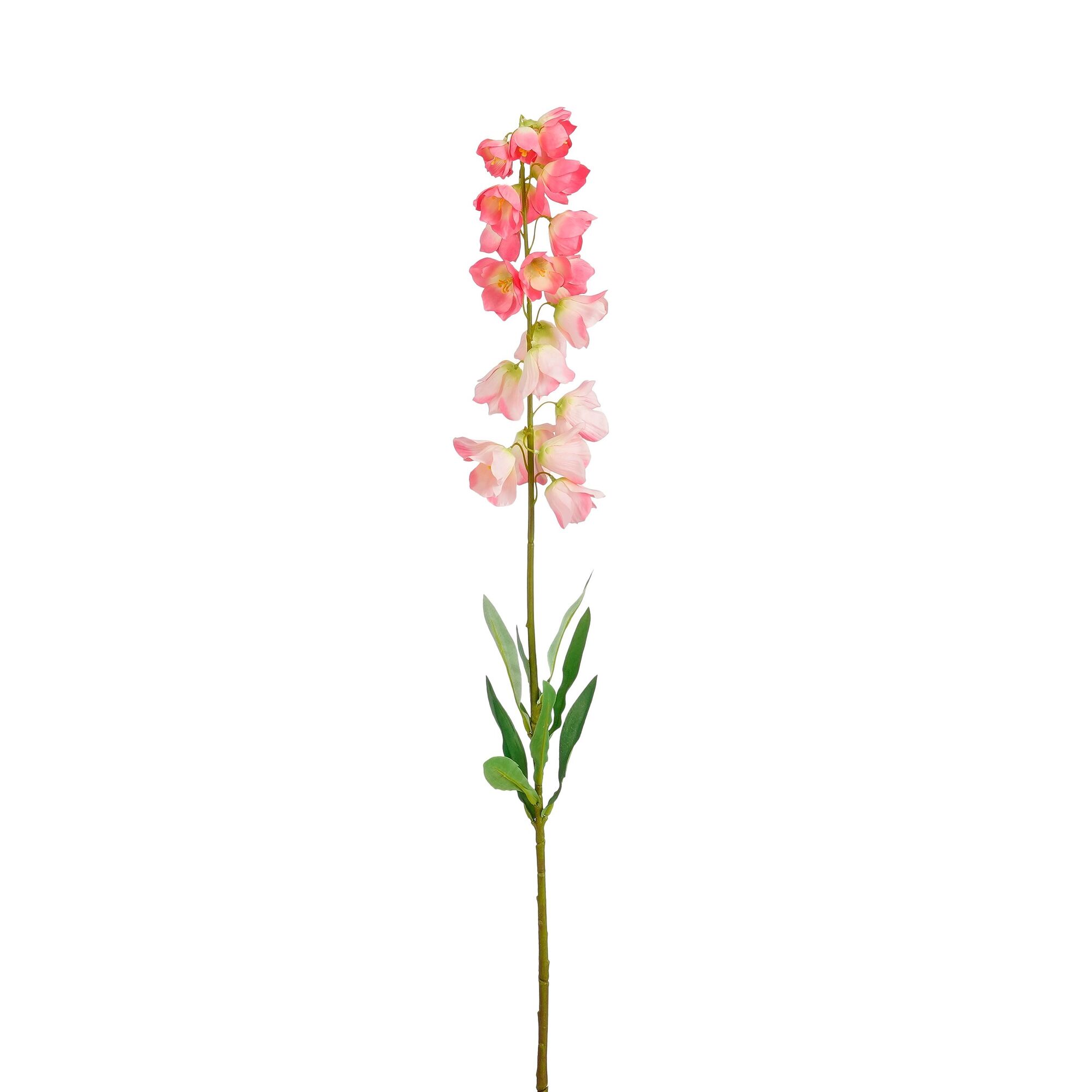Campanula roze