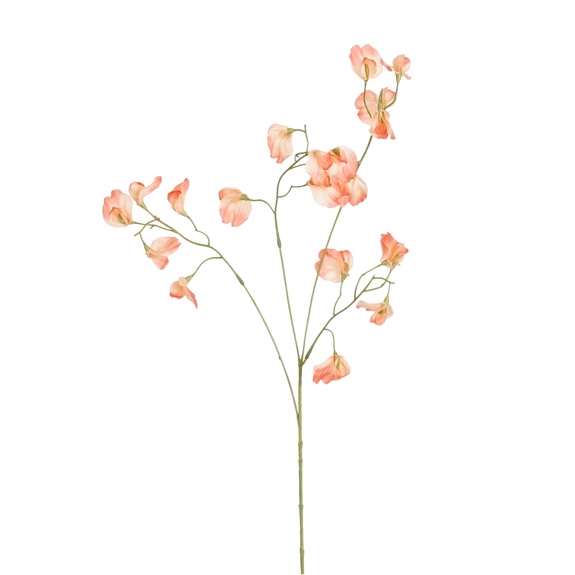 Lathyrus oranje