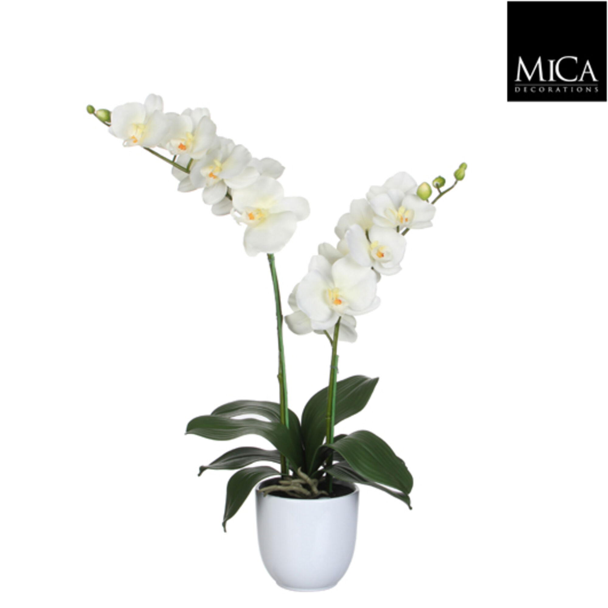 Phalaenopsis wit in pot Tusca wit d12cm