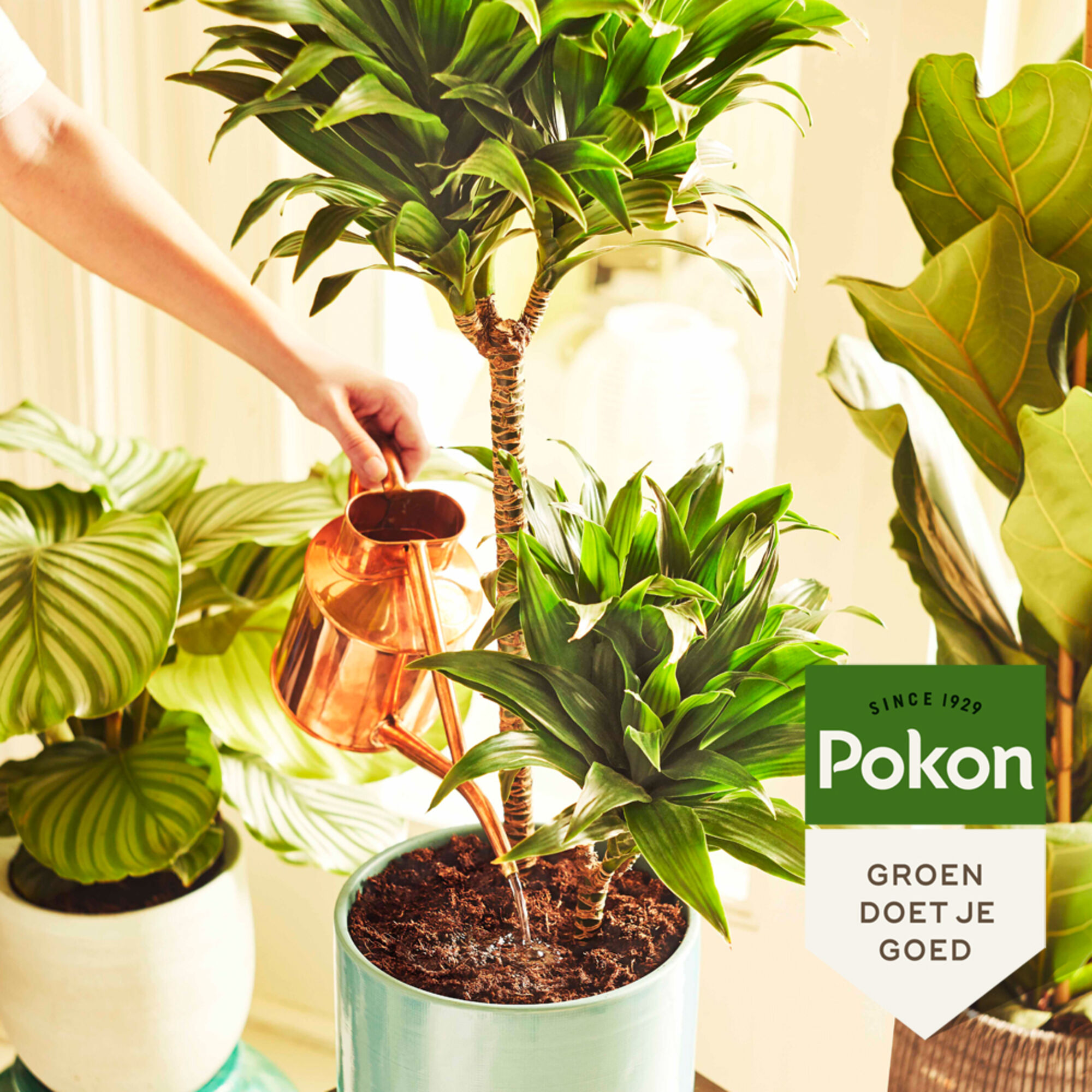 Pokon Kamerplanten Voeding