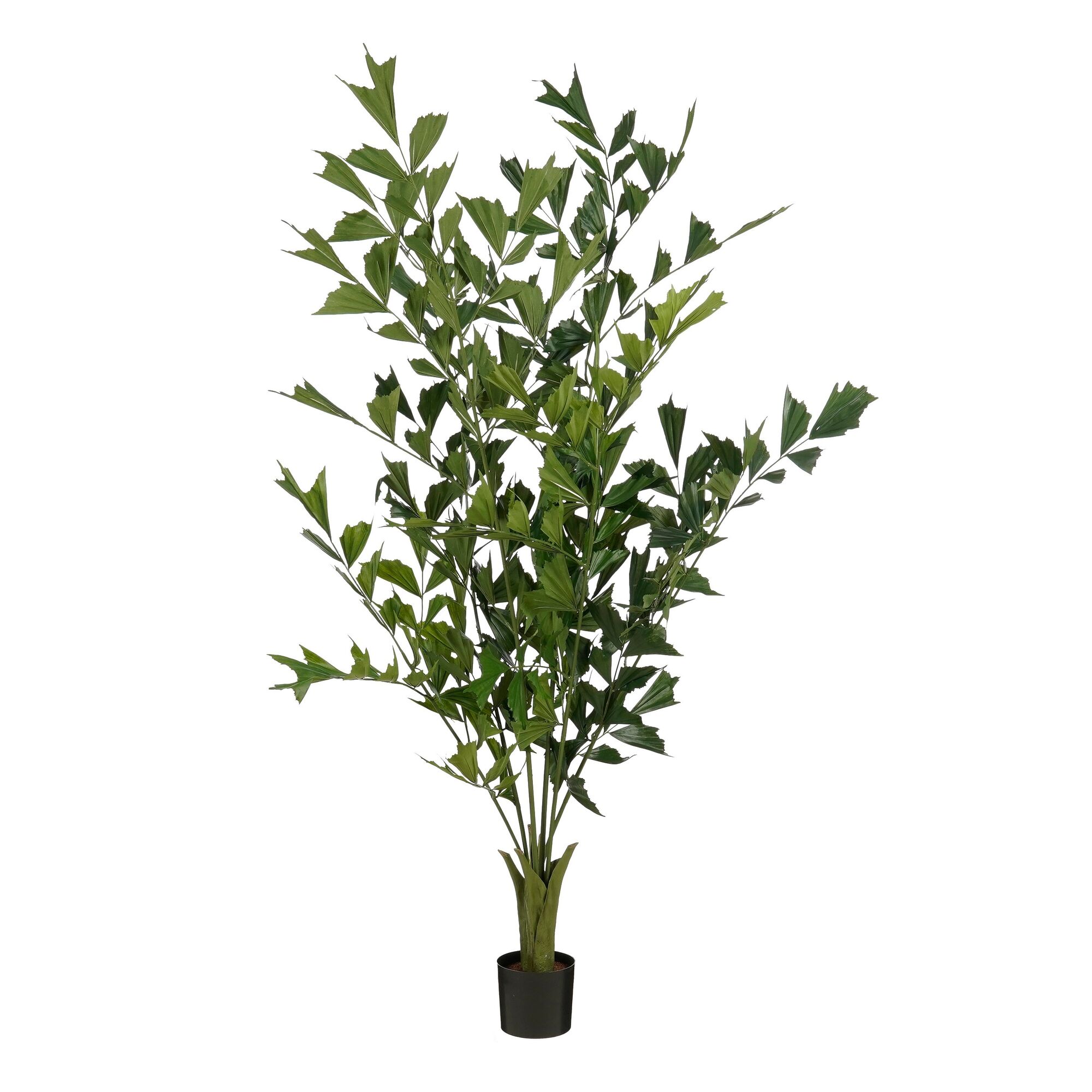Vissenstaart palm in pot groen