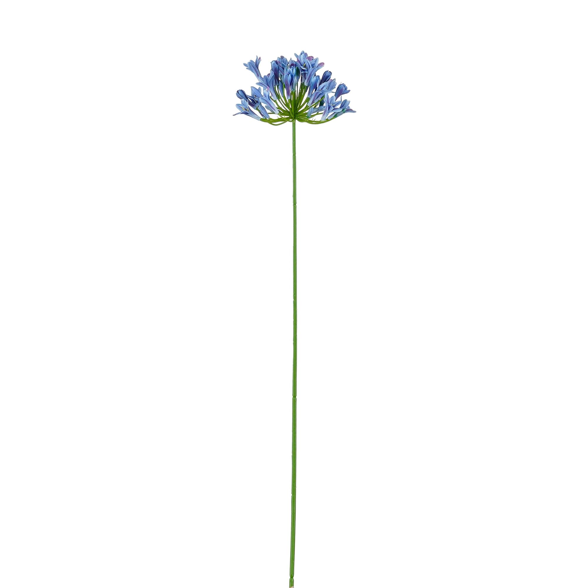 Agapanthus blauw