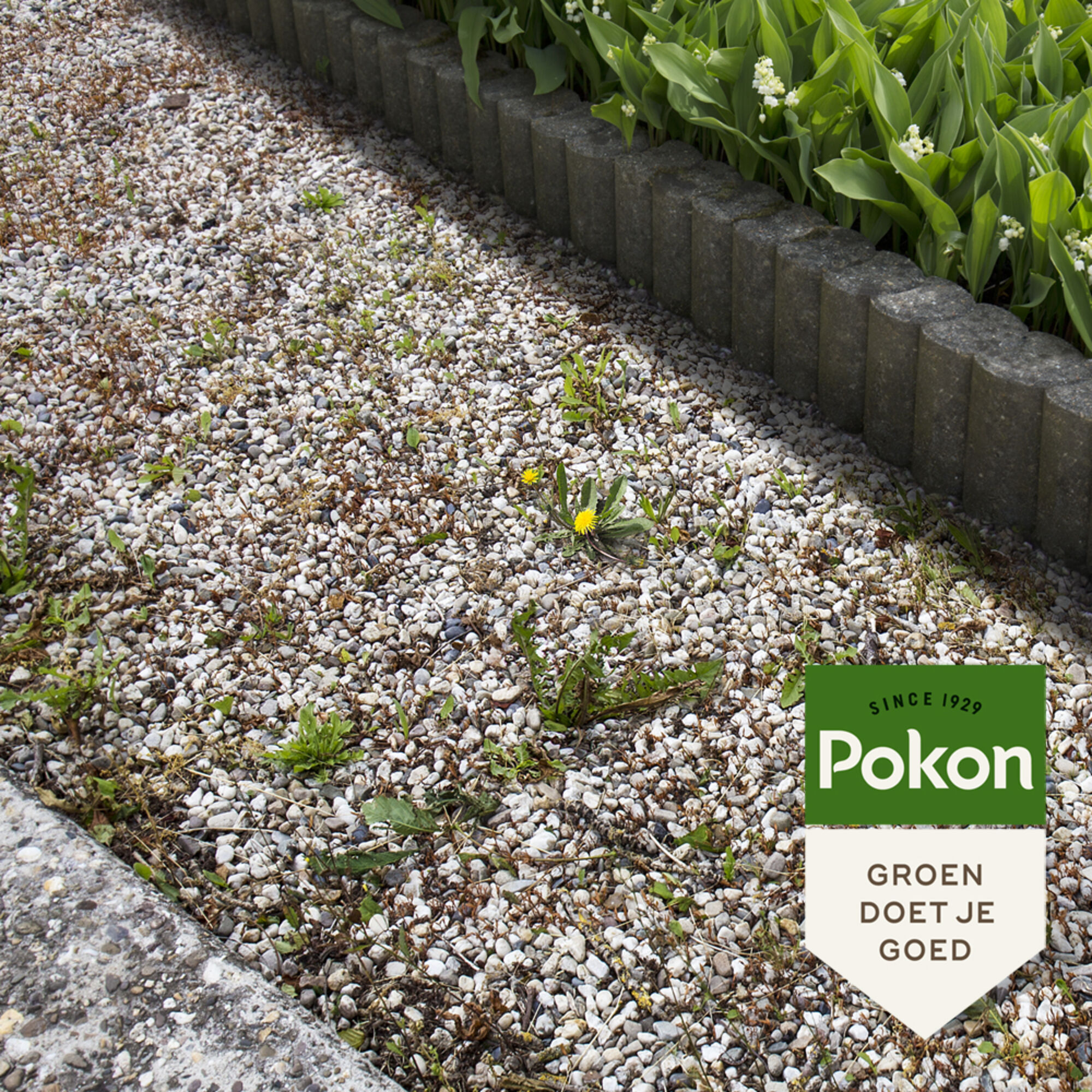 Pokon Tegen Onkruid Concentraat