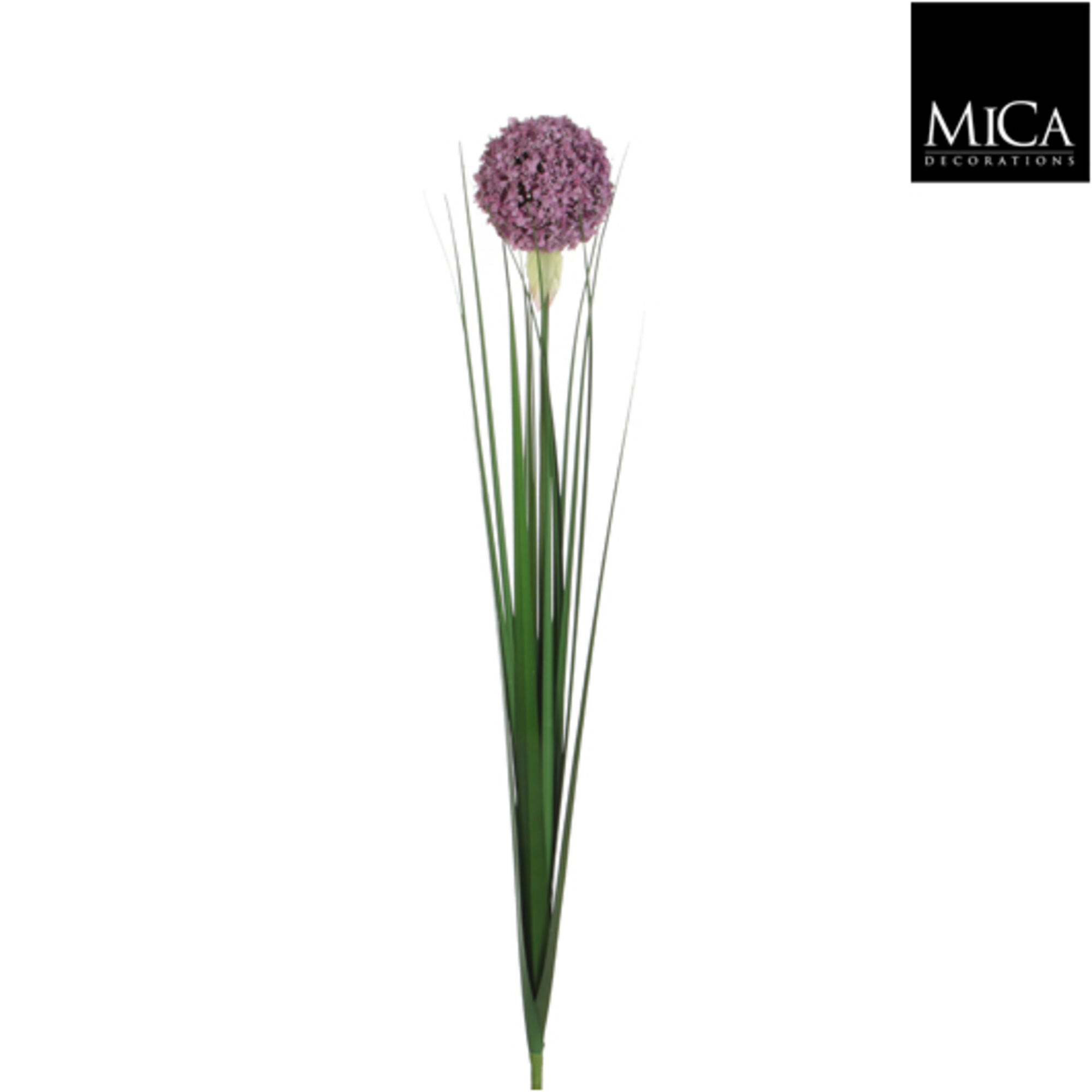 Allium lila