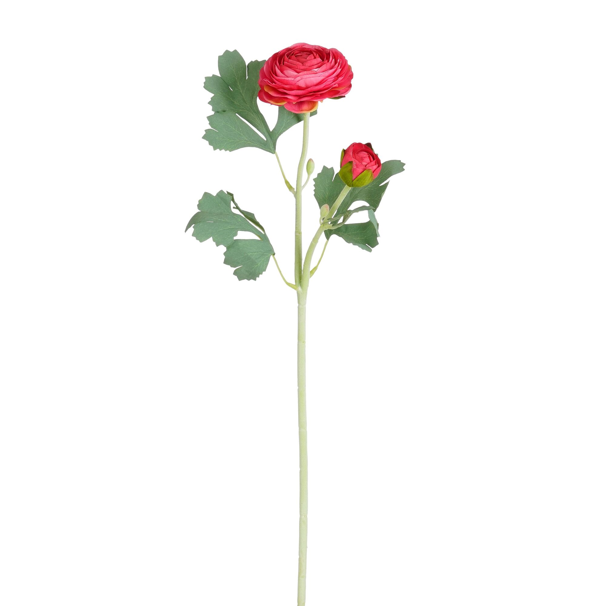 Ranunculus d.roze