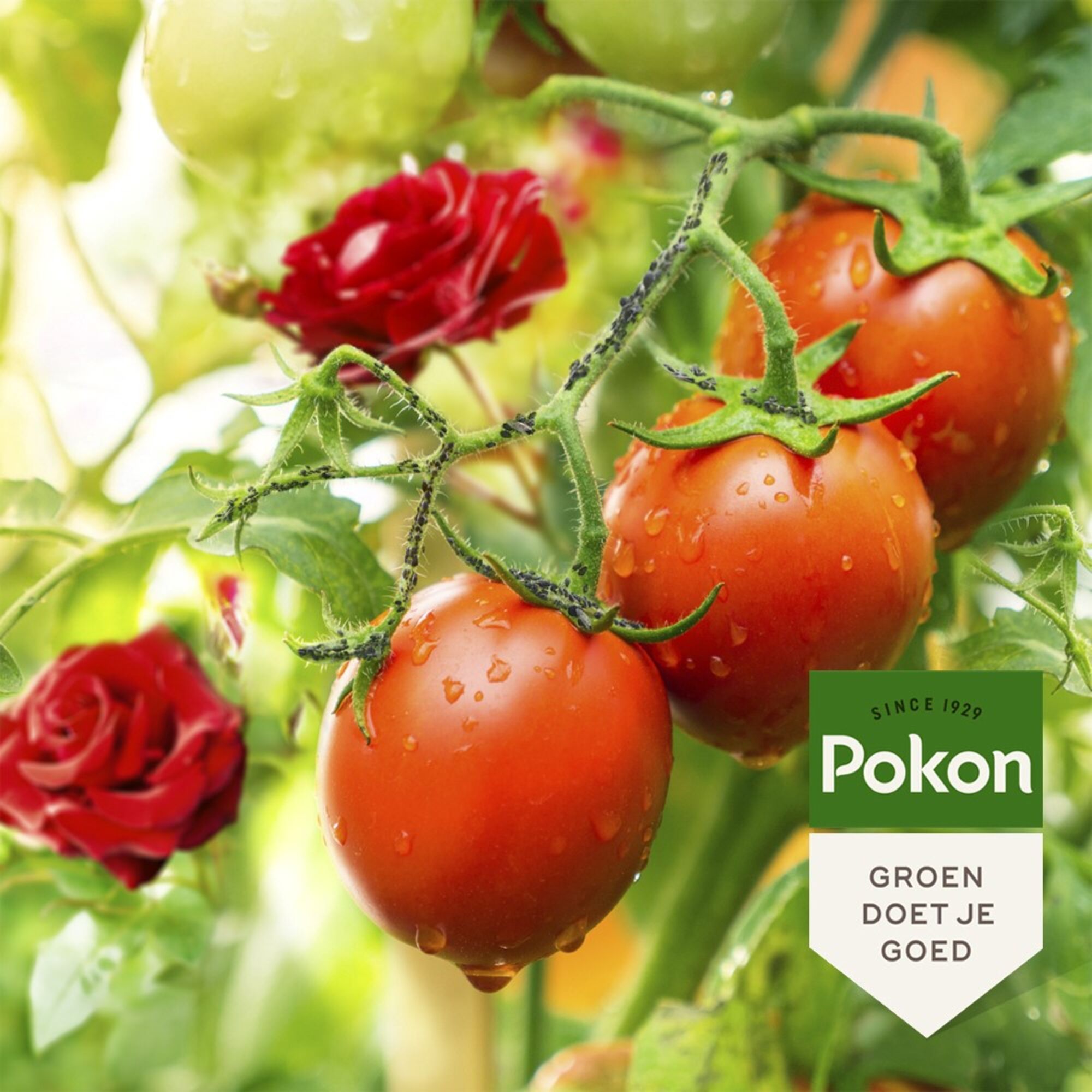 Pokon Tegen Insecten Spray