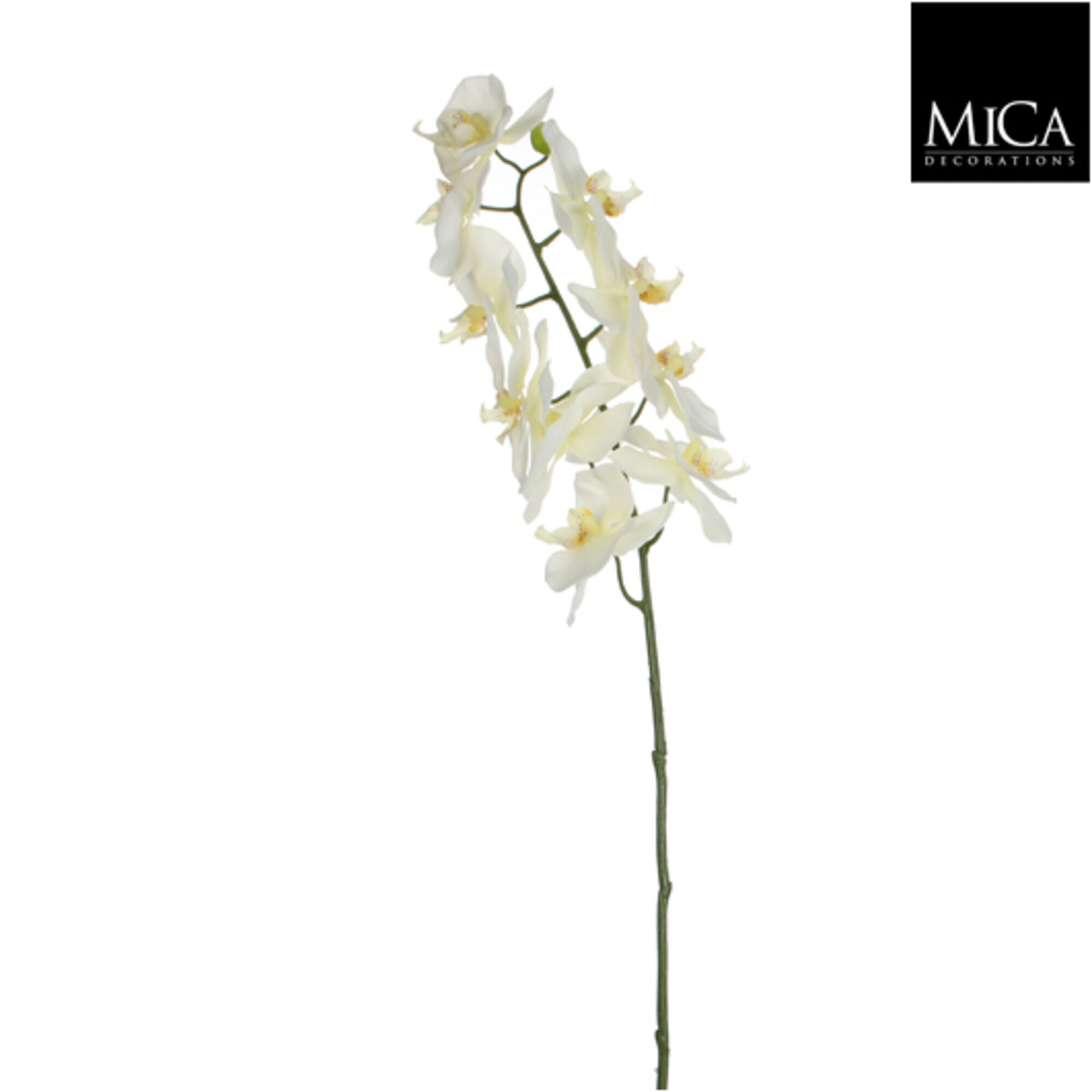 Phalaenopsis wit