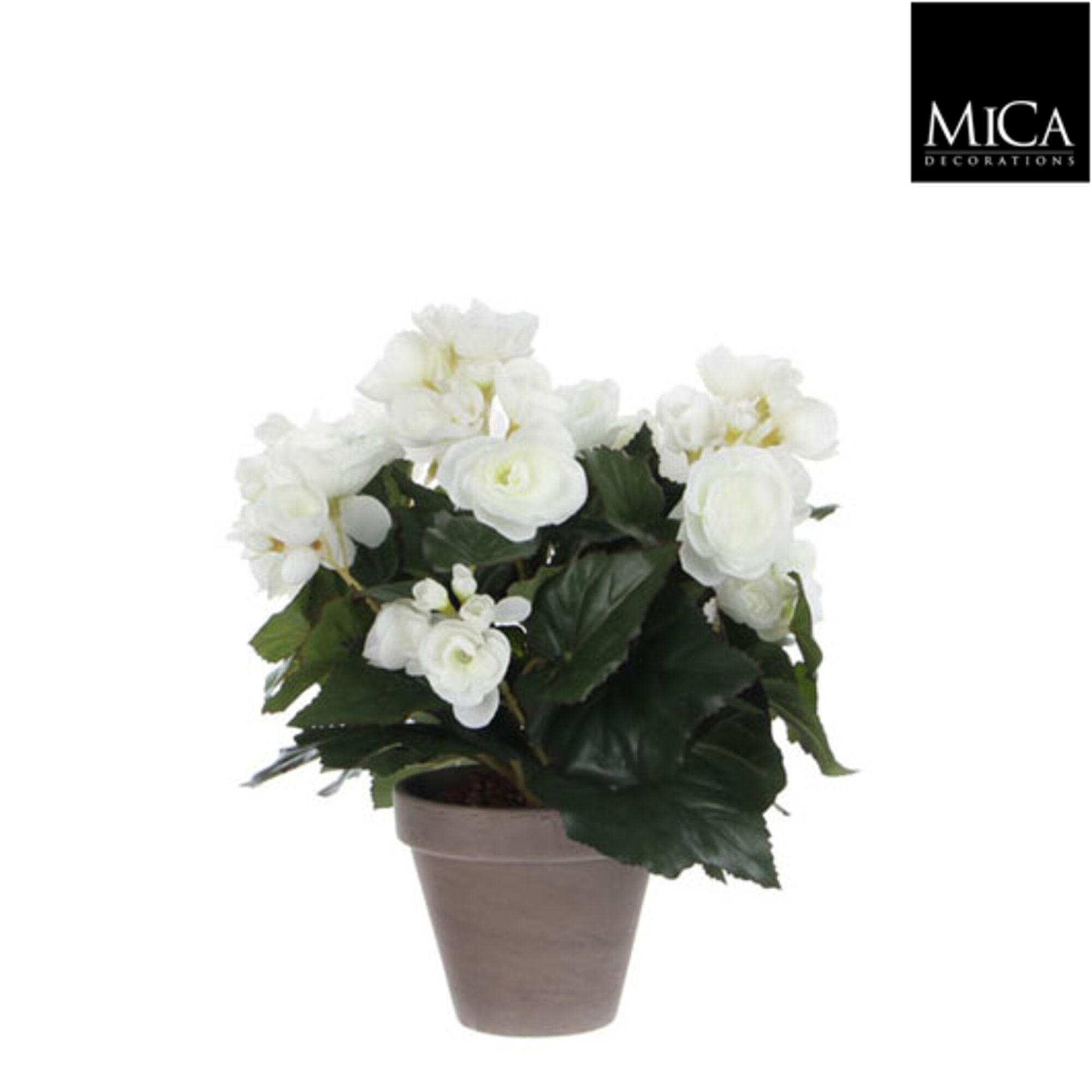 Begonia wit in pot Stan grijs d11,5cm