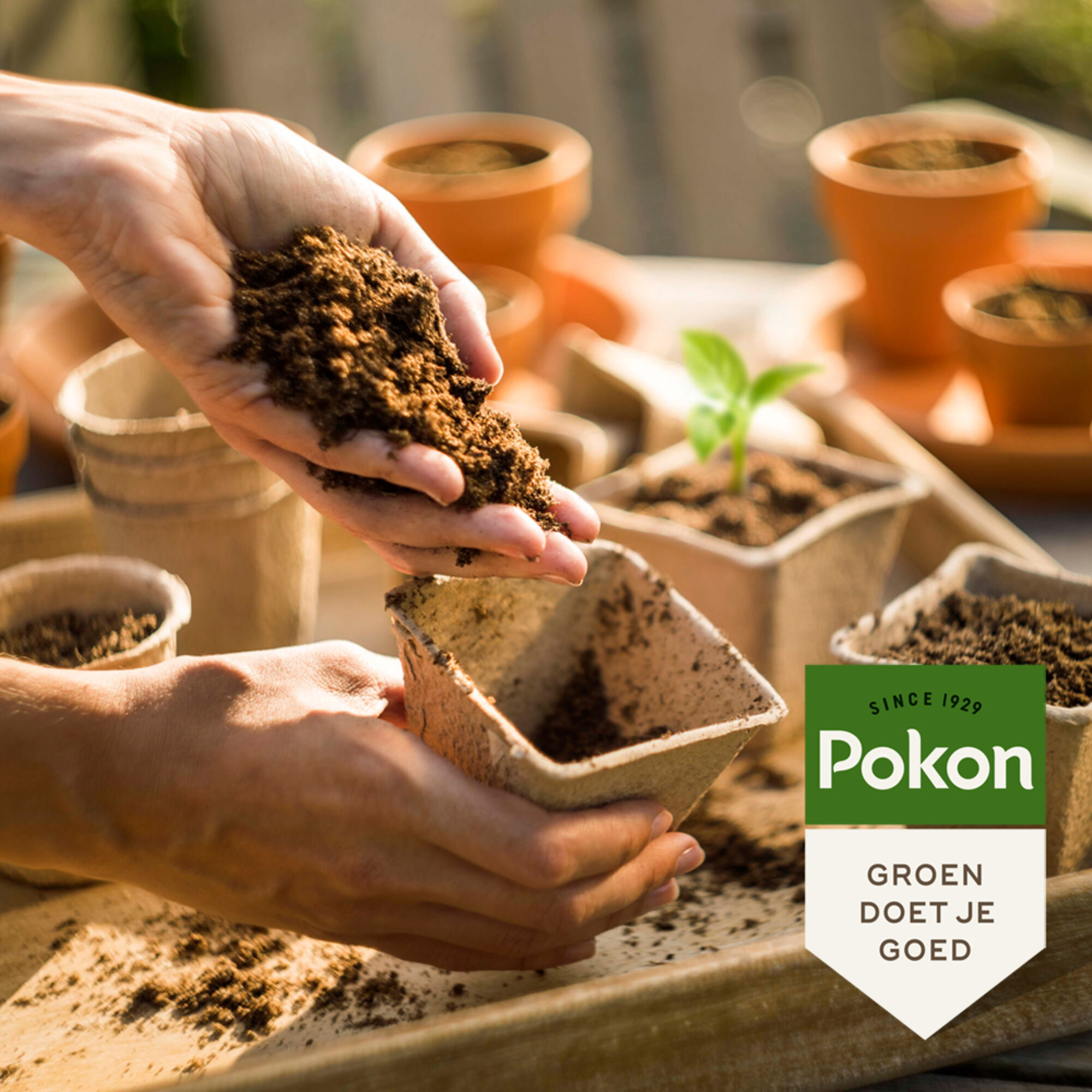 Pokon Stekpoeder