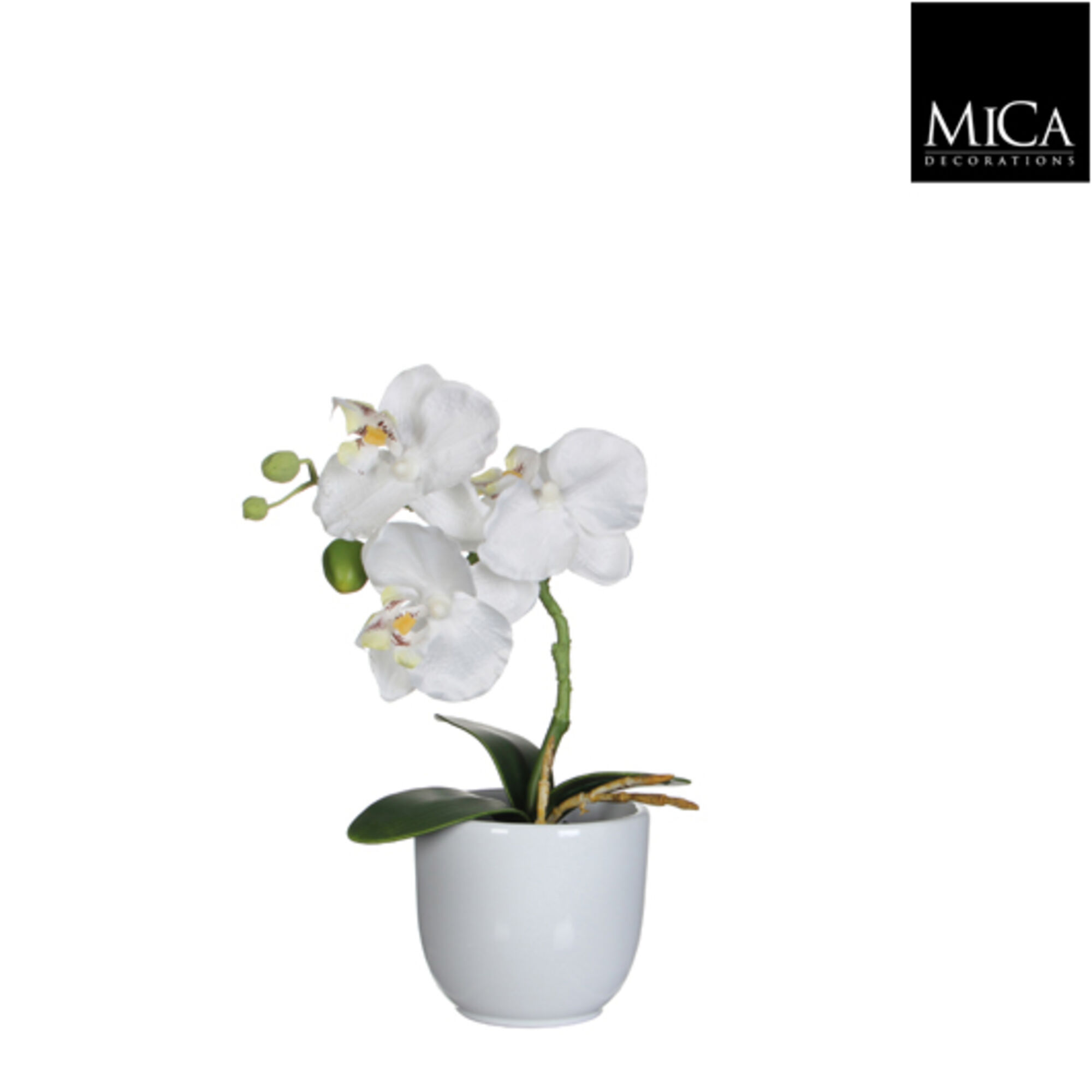 Phalaenopsis wit in pot Tusca wit d8,5cm