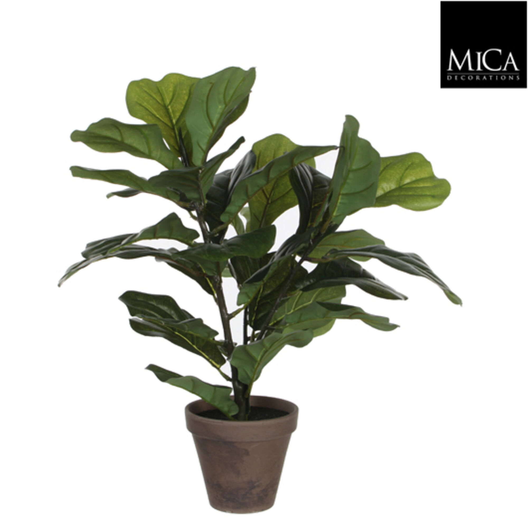 Ficus Lyrata groen in pot Stan grijs d13,5cm