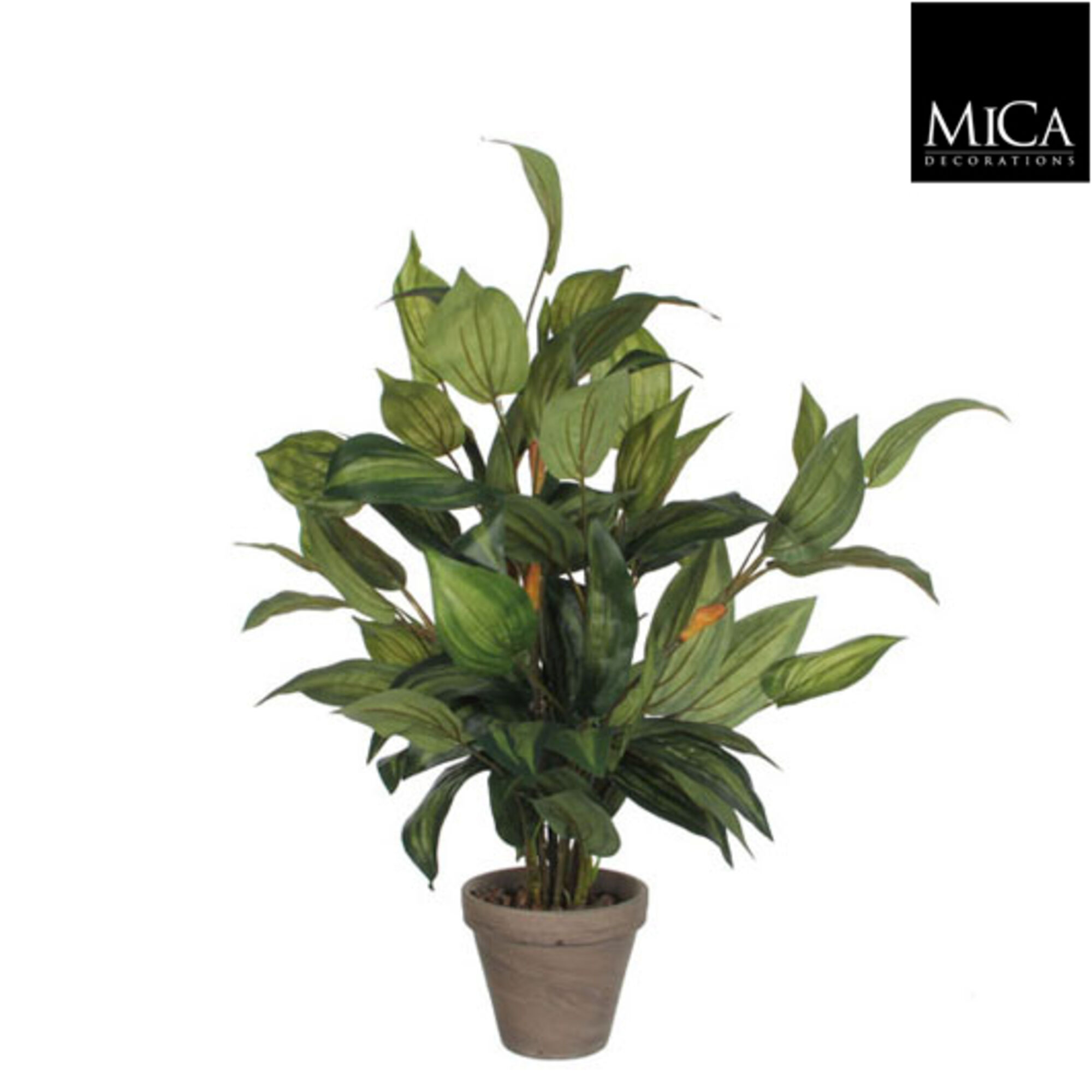 Hosta groen in pot Stan grijs d15,5cm