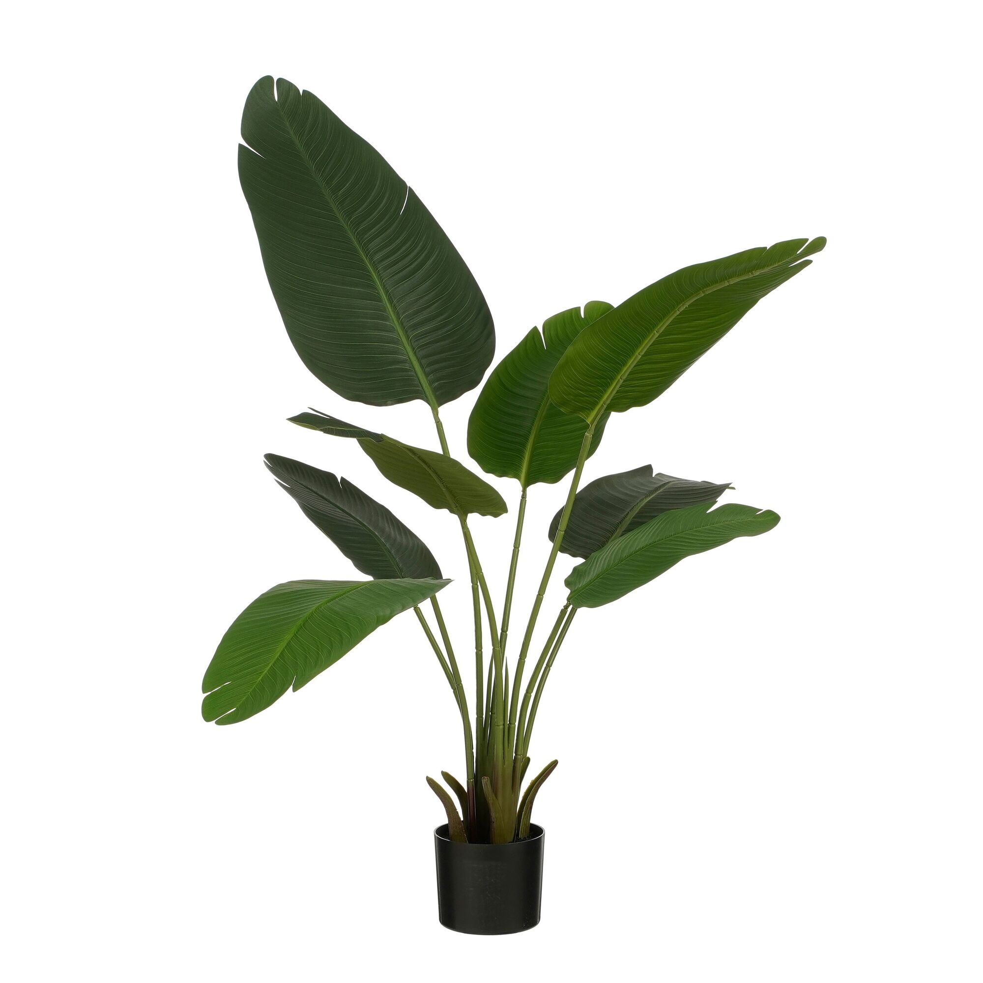 Bananen boom in pot groen