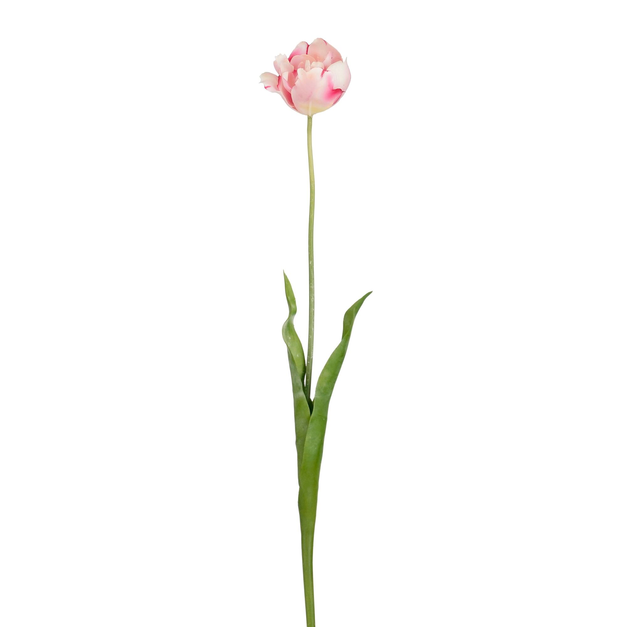 Tulp roze