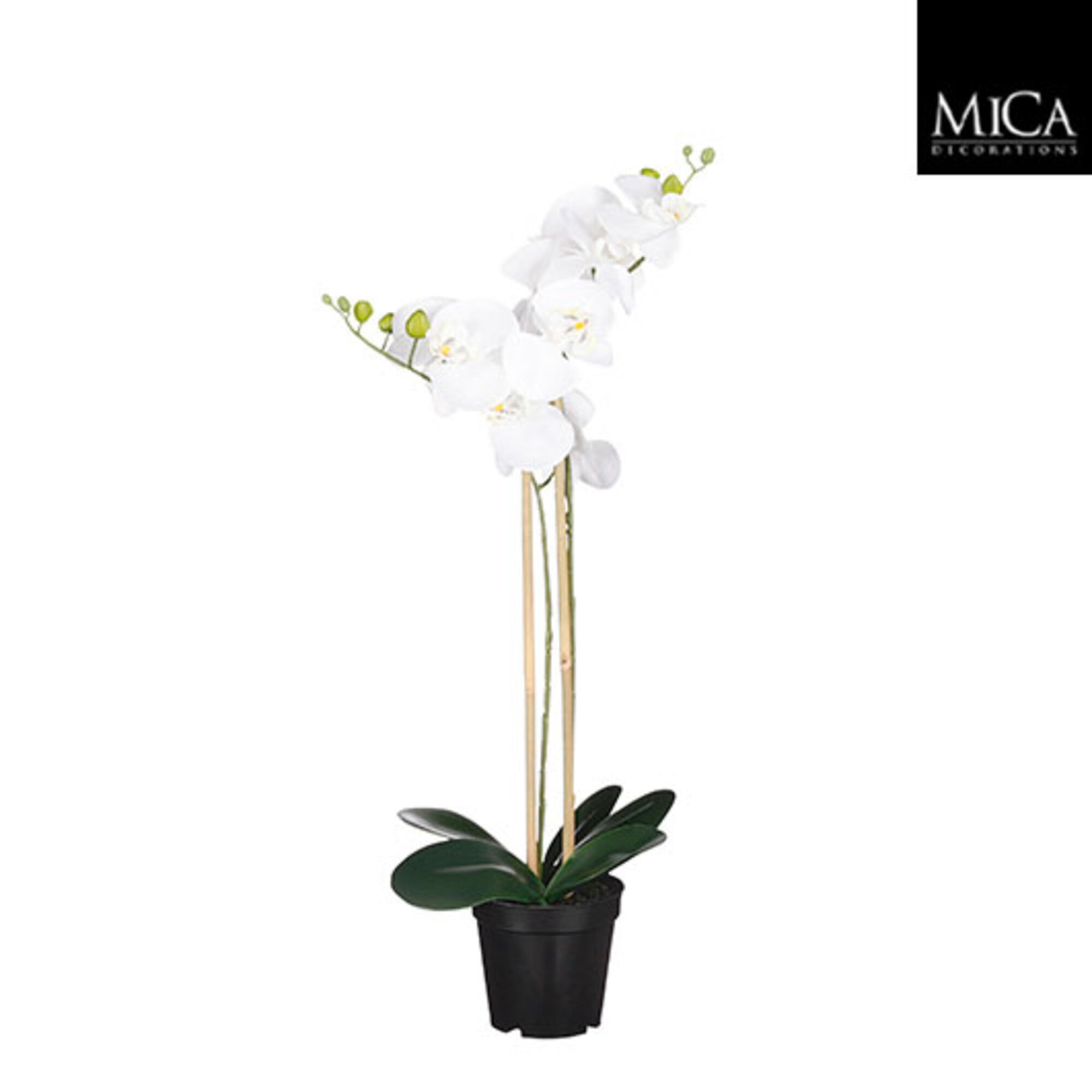 Phalaenopsis in pot wit