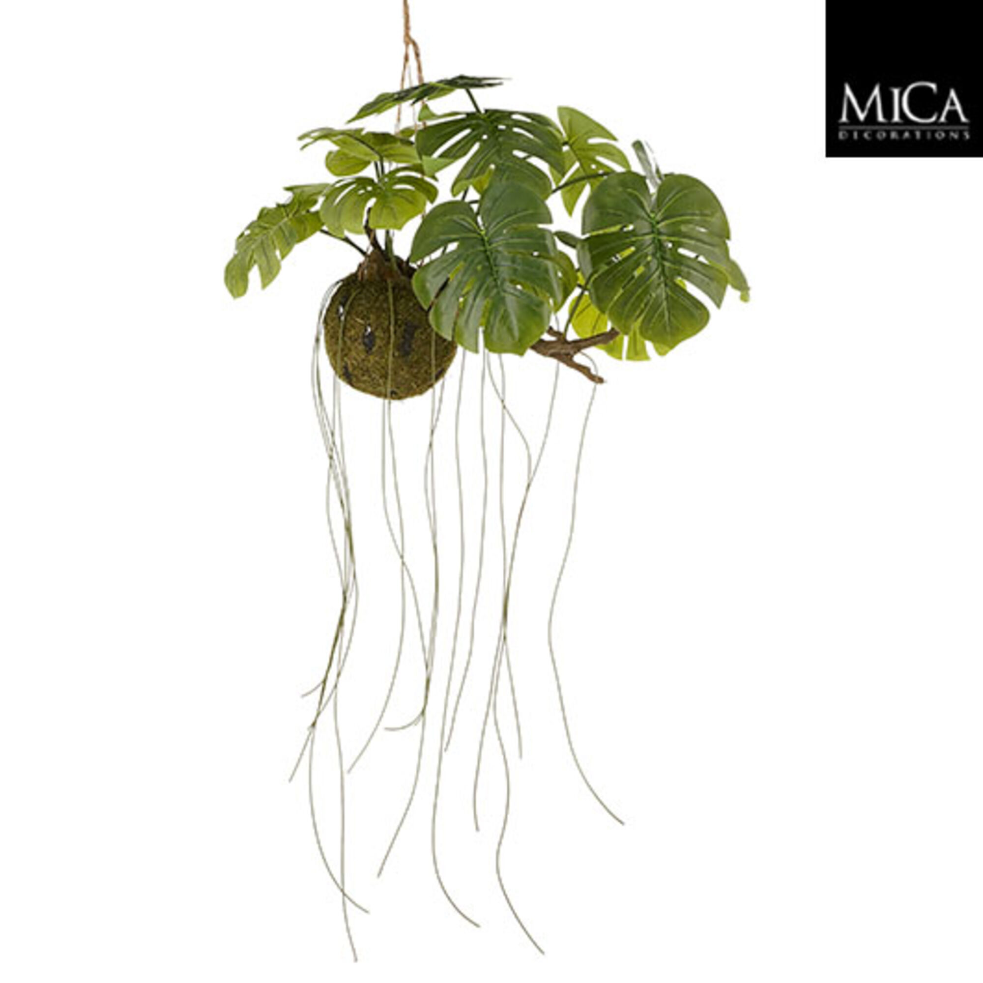 Monstera hangend groen