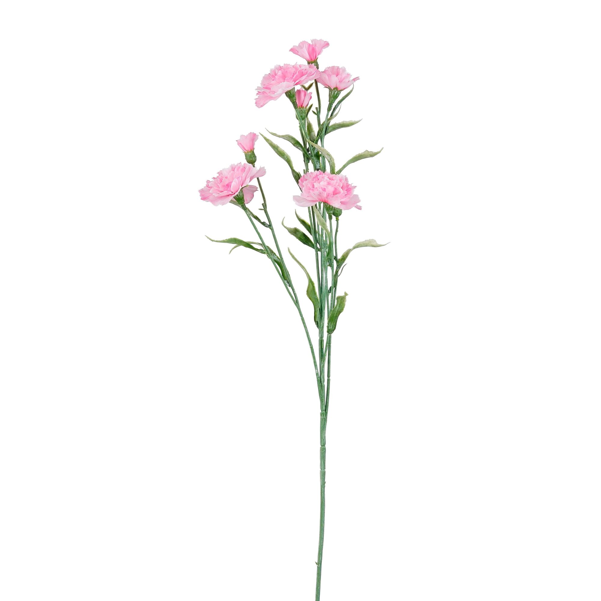 Anjer roze