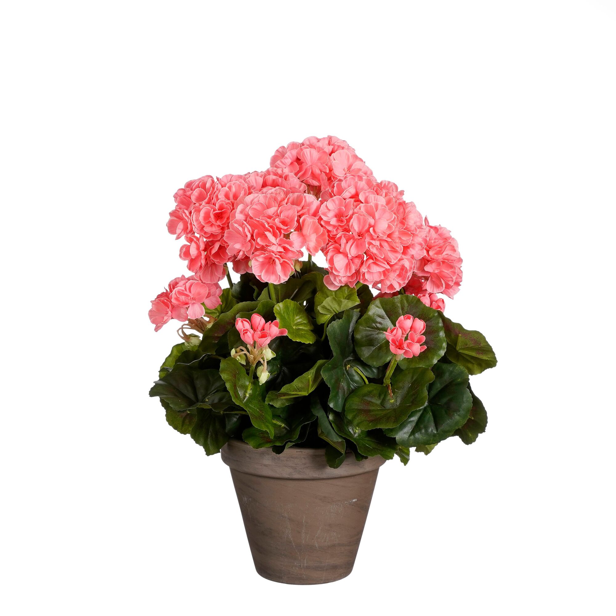 Geranium zalm in pot Stan grijs d15,5cm